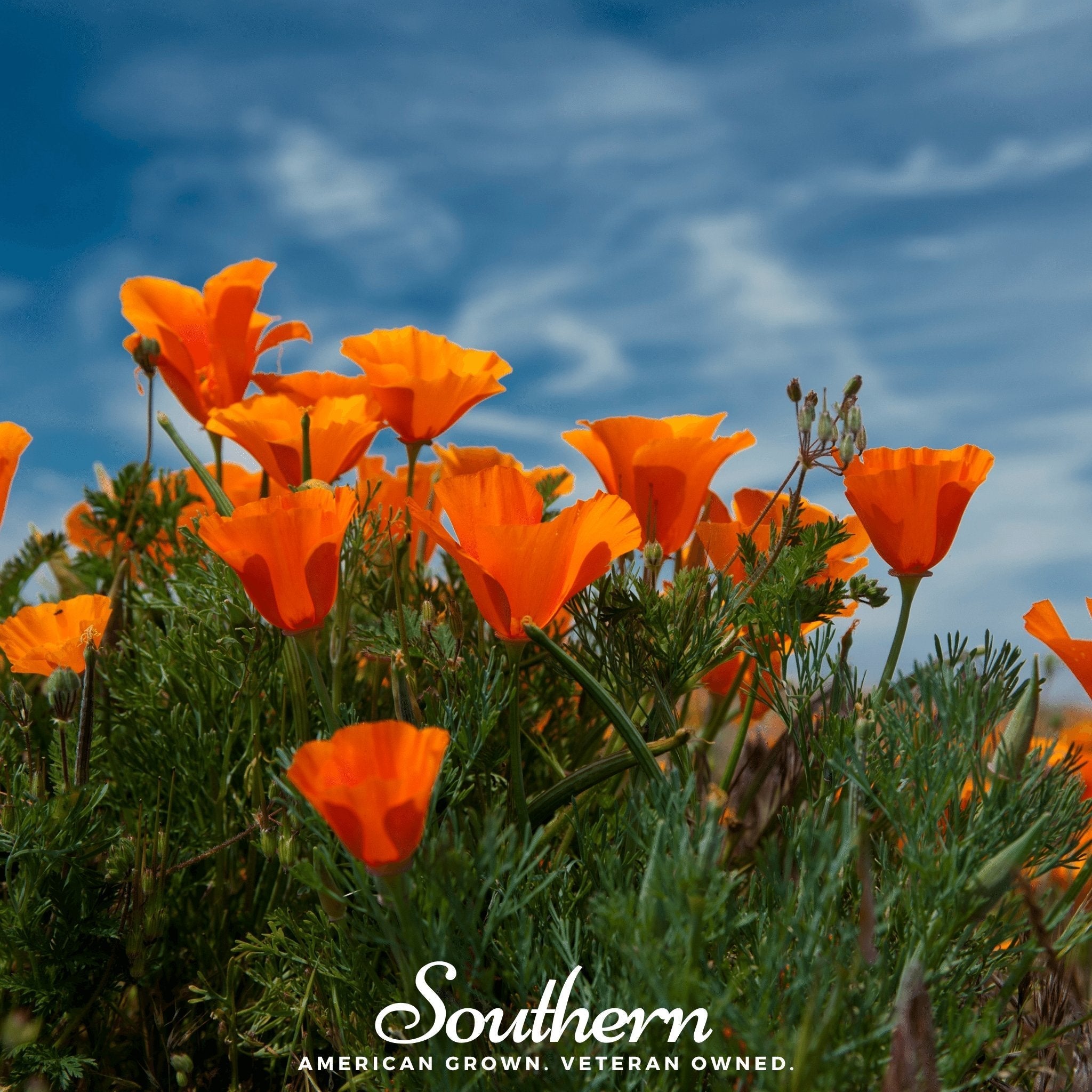 Orange California Poppy – 200 Seeds | | Wiccan Center