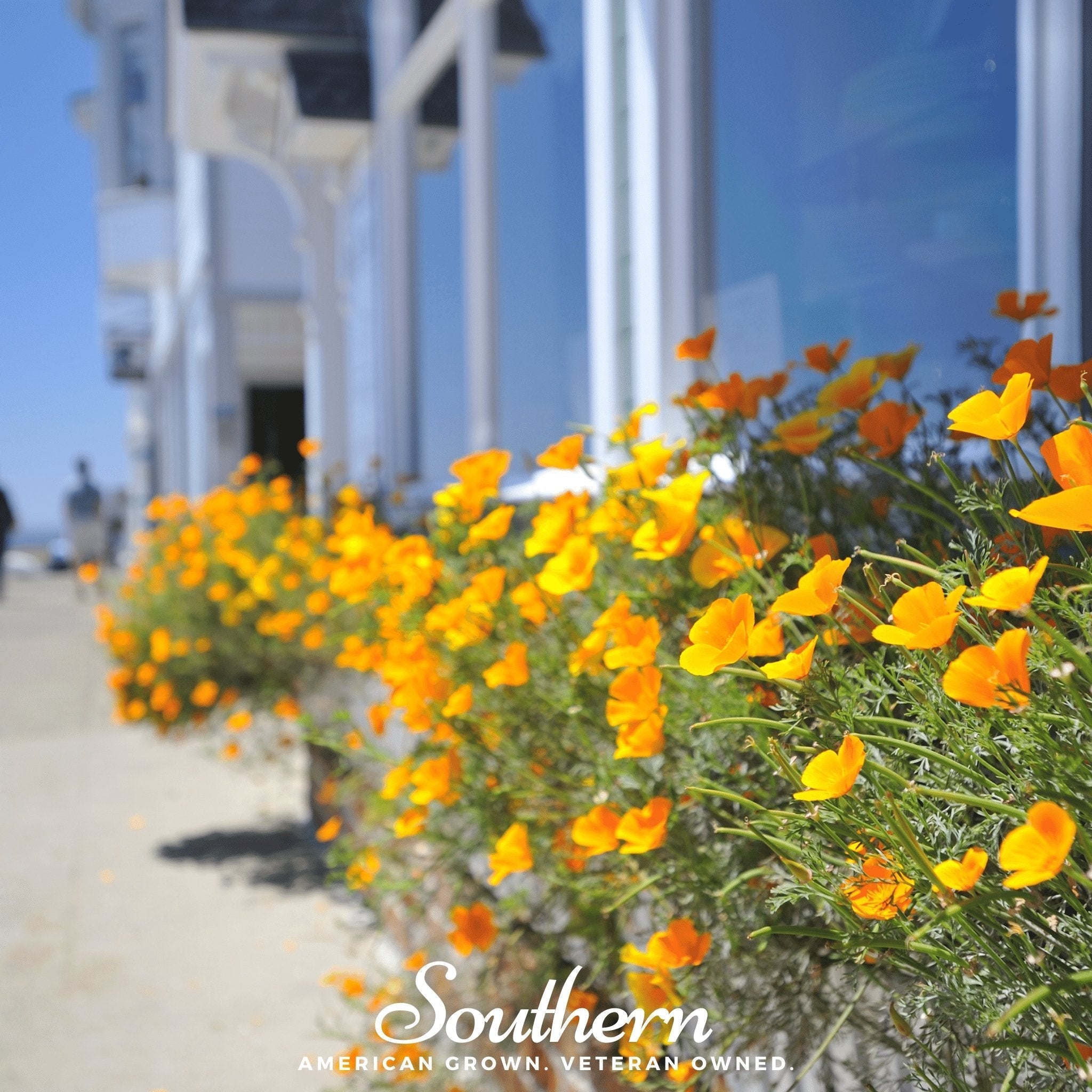 Orange California Poppy – 200 Seeds | | Wiccan Center