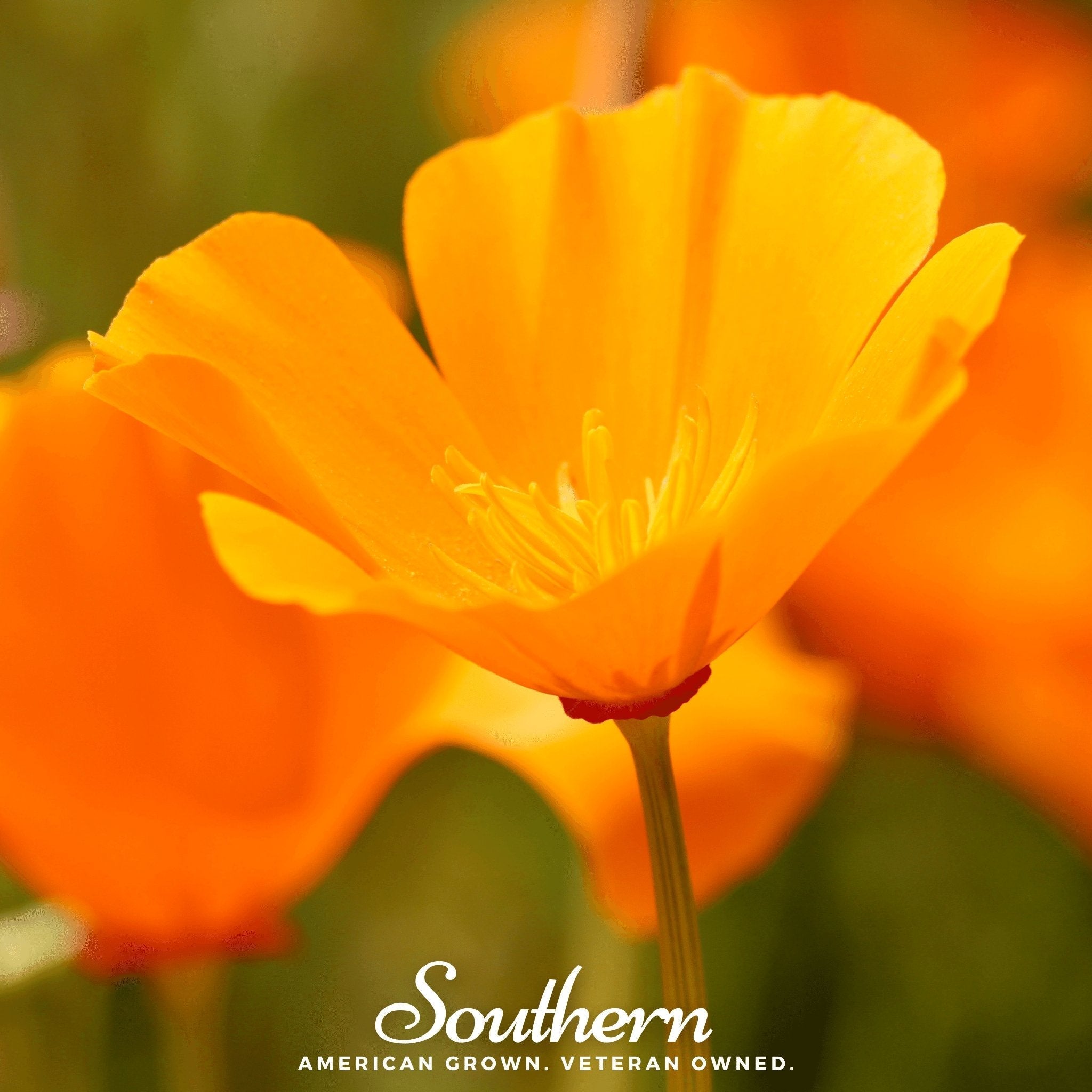 Orange California Poppy – 200 Seeds | | Wiccan Center