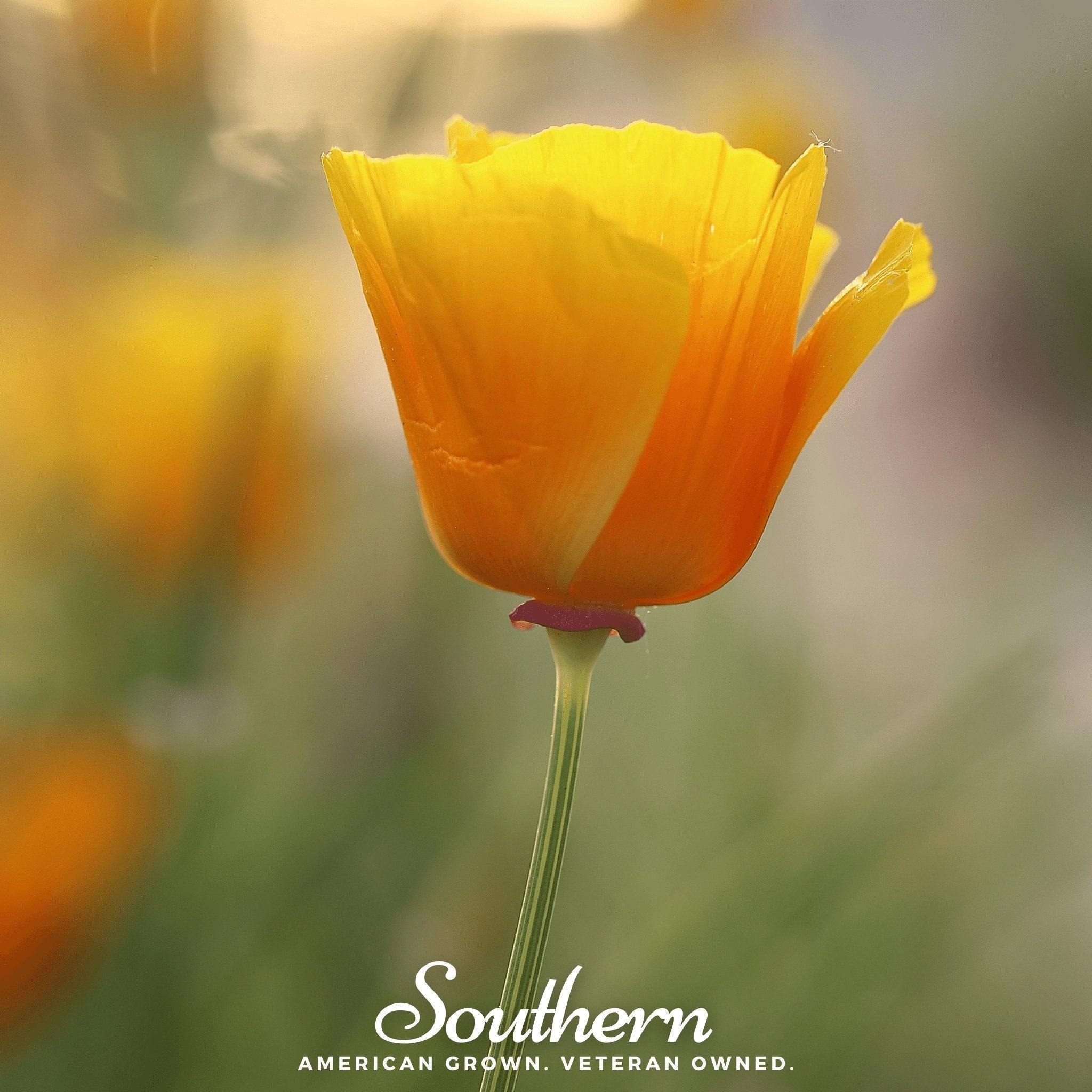 Orange California Poppy – 200 Seeds | | Wiccan Center