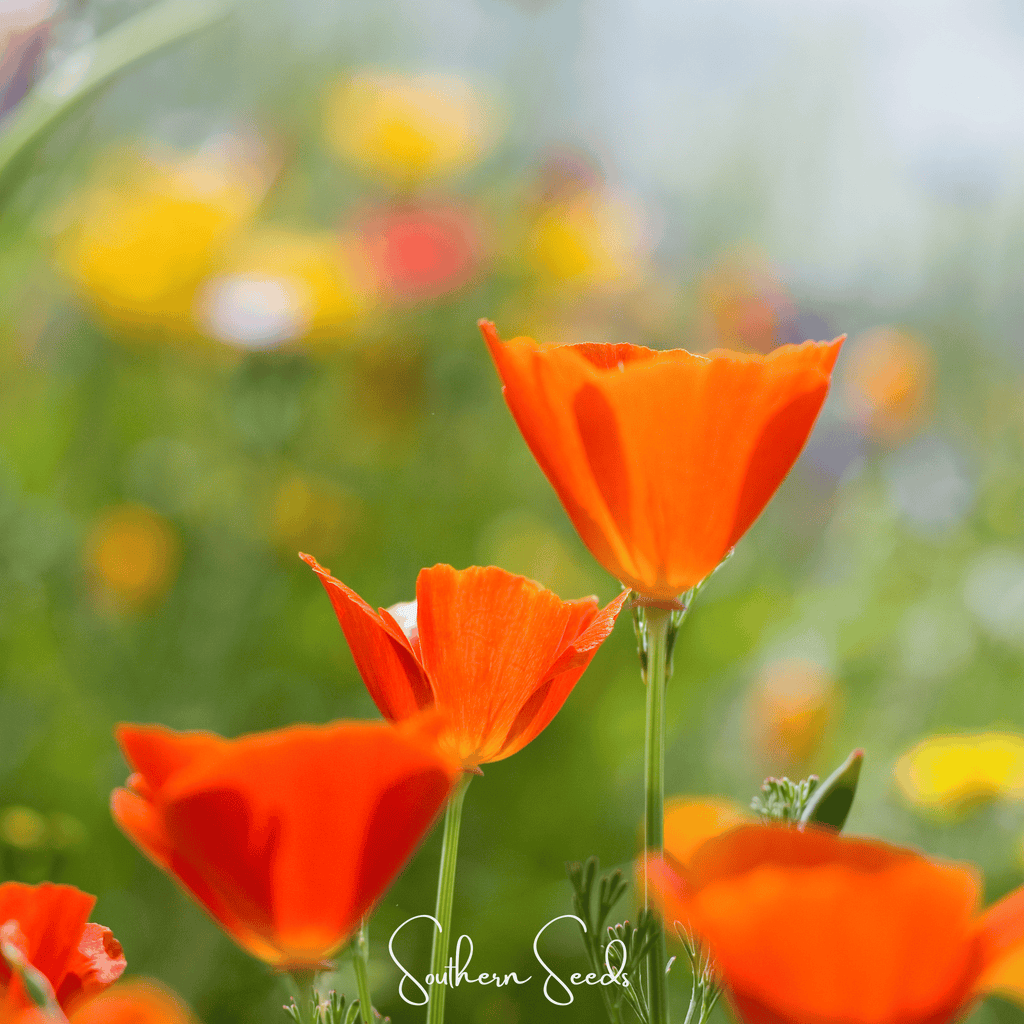 Red Chief California Poppy – 200 Seeds | Seeds | Wiccan Center