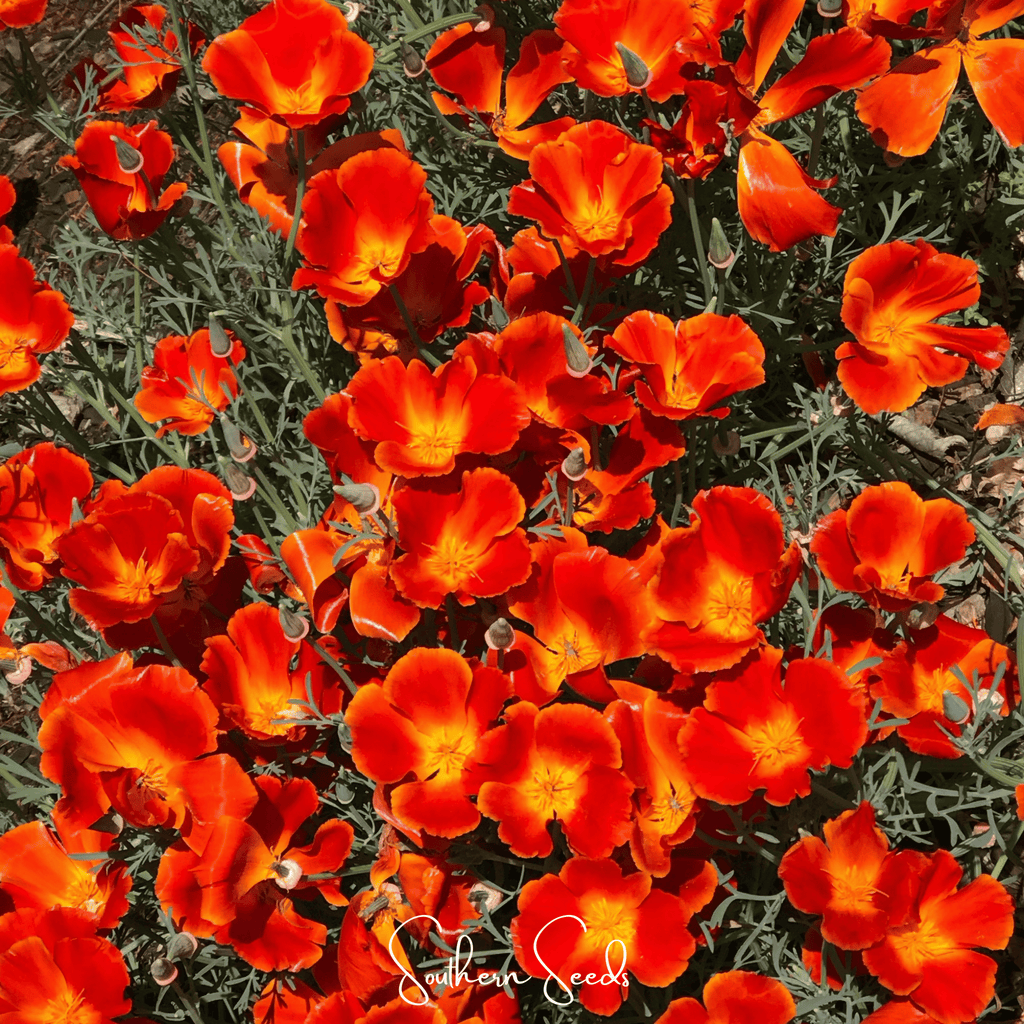 Red Chief California Poppy – 200 Seeds | Seeds | Wiccan Center