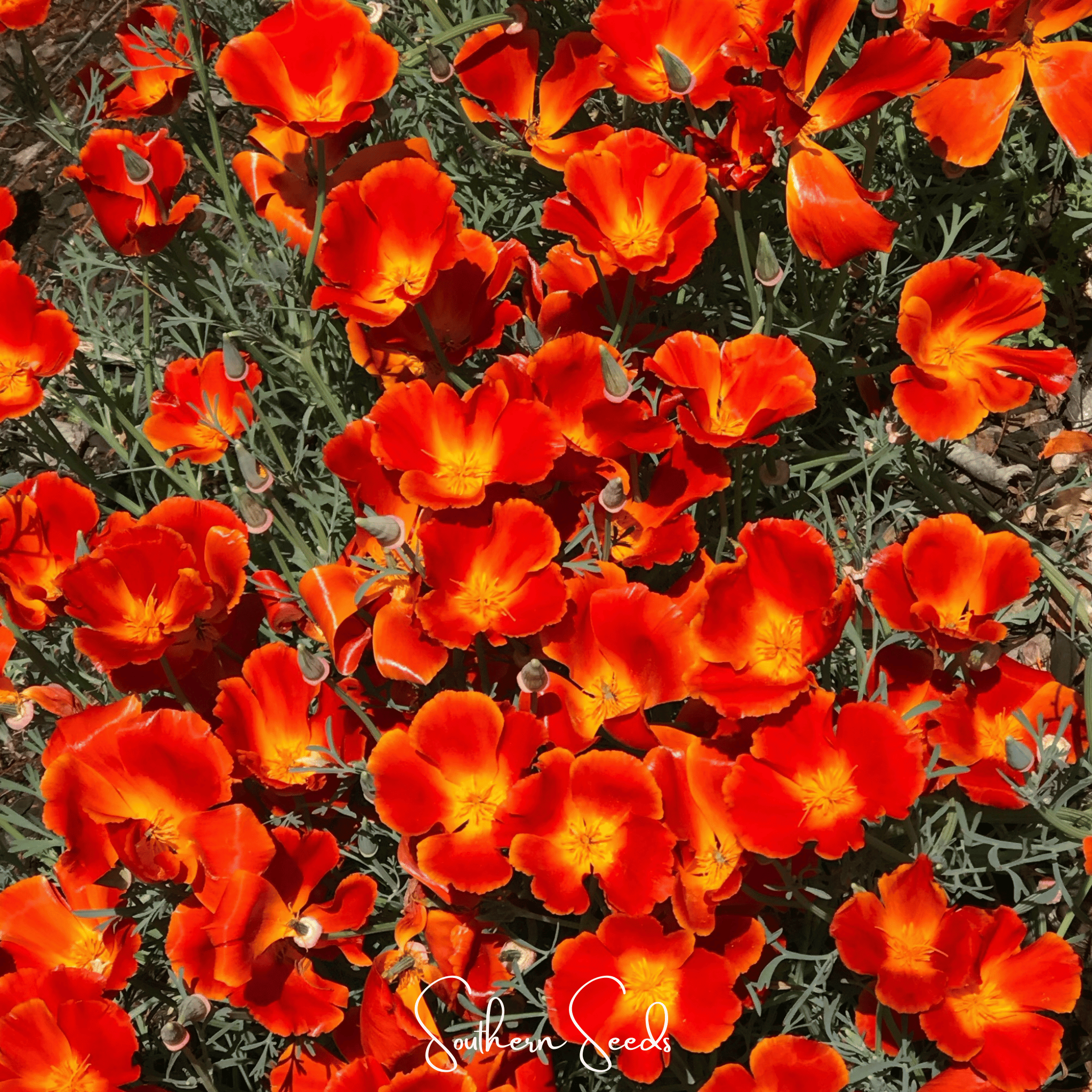Red Chief California Poppy – 200 Seeds | Seeds | Wiccan Center
