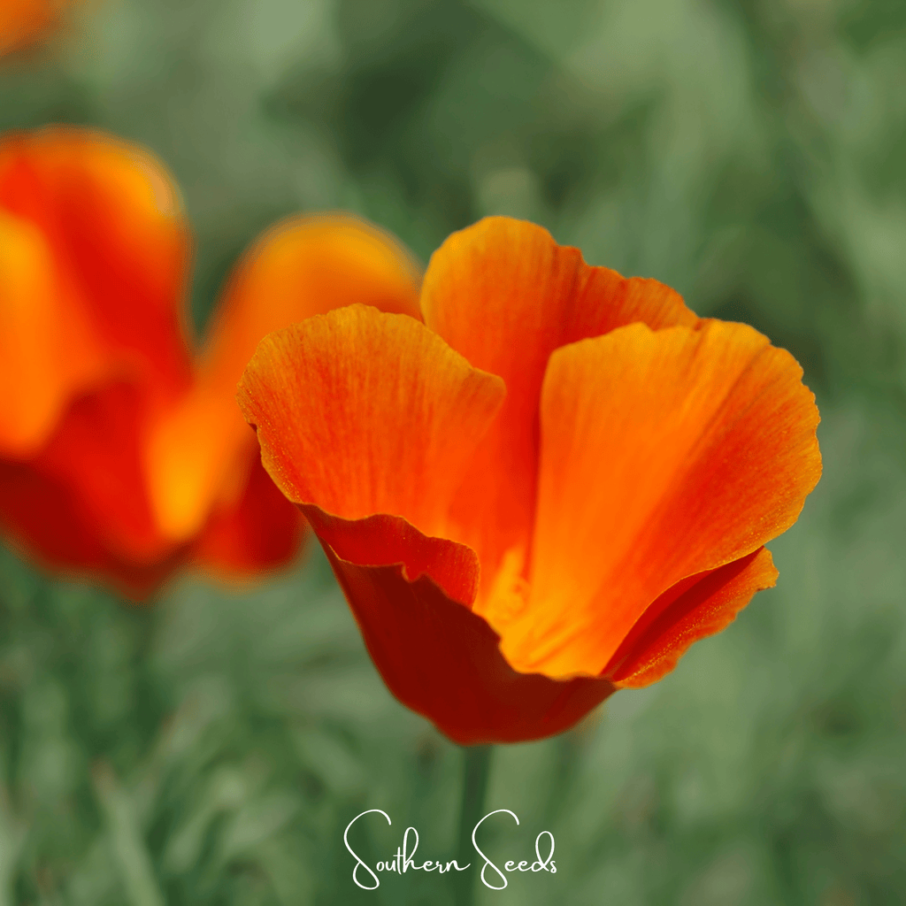Red Chief California Poppy – 200 Seeds | Seeds | Wiccan Center