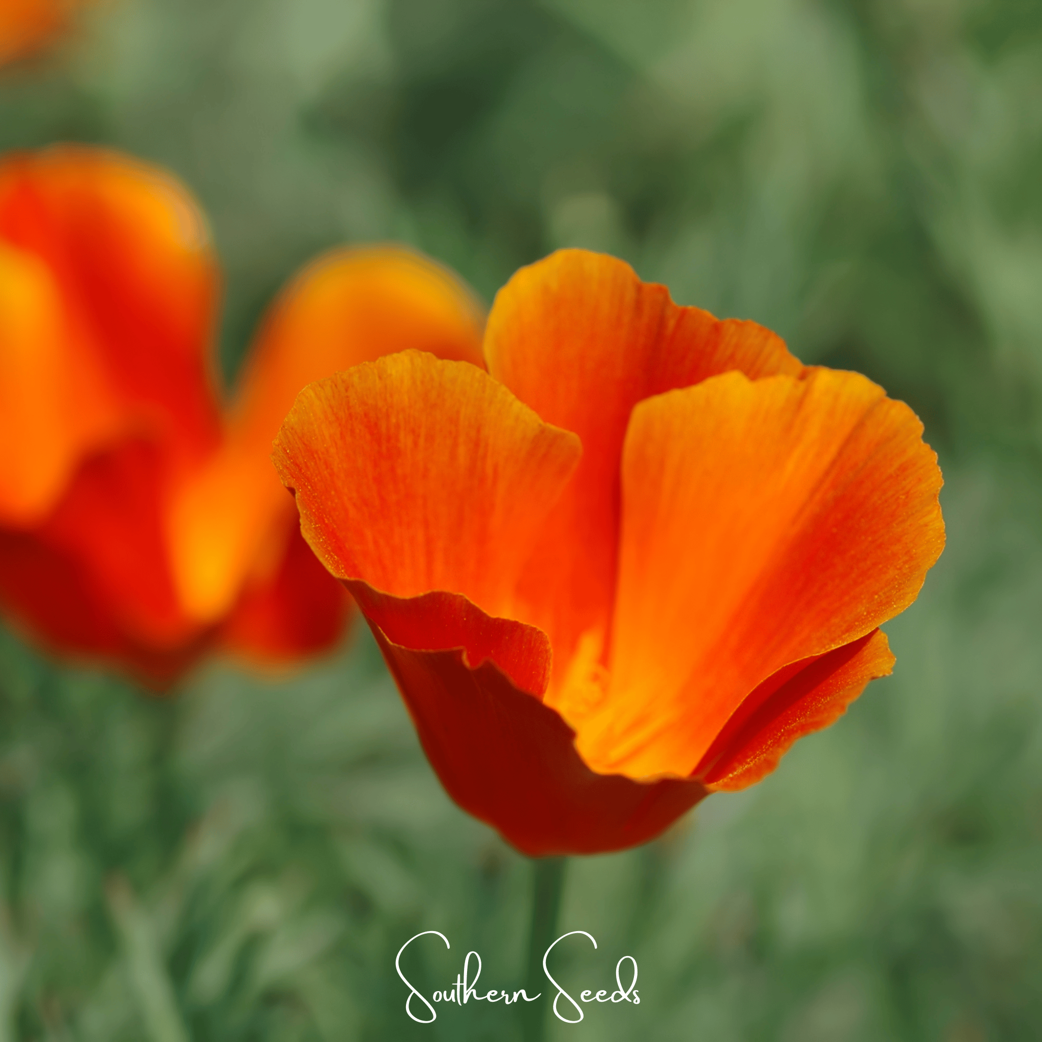 Red Chief California Poppy – 200 Seeds | Seeds | Wiccan Center