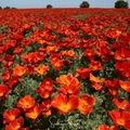Red Chief California Poppy – 200 Seeds | Seeds | Wiccan Center