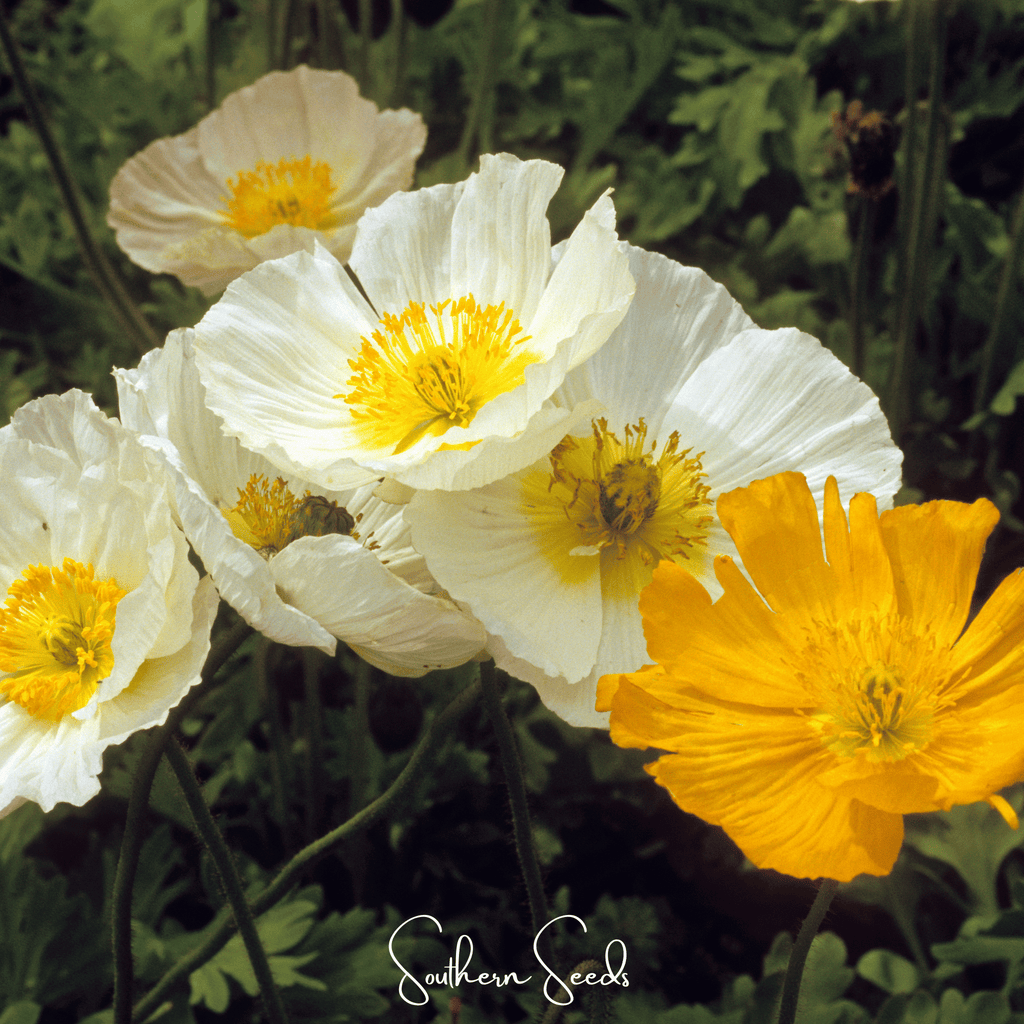 Iceland Poppy – 250 Seeds | Seeds | Wiccan Center