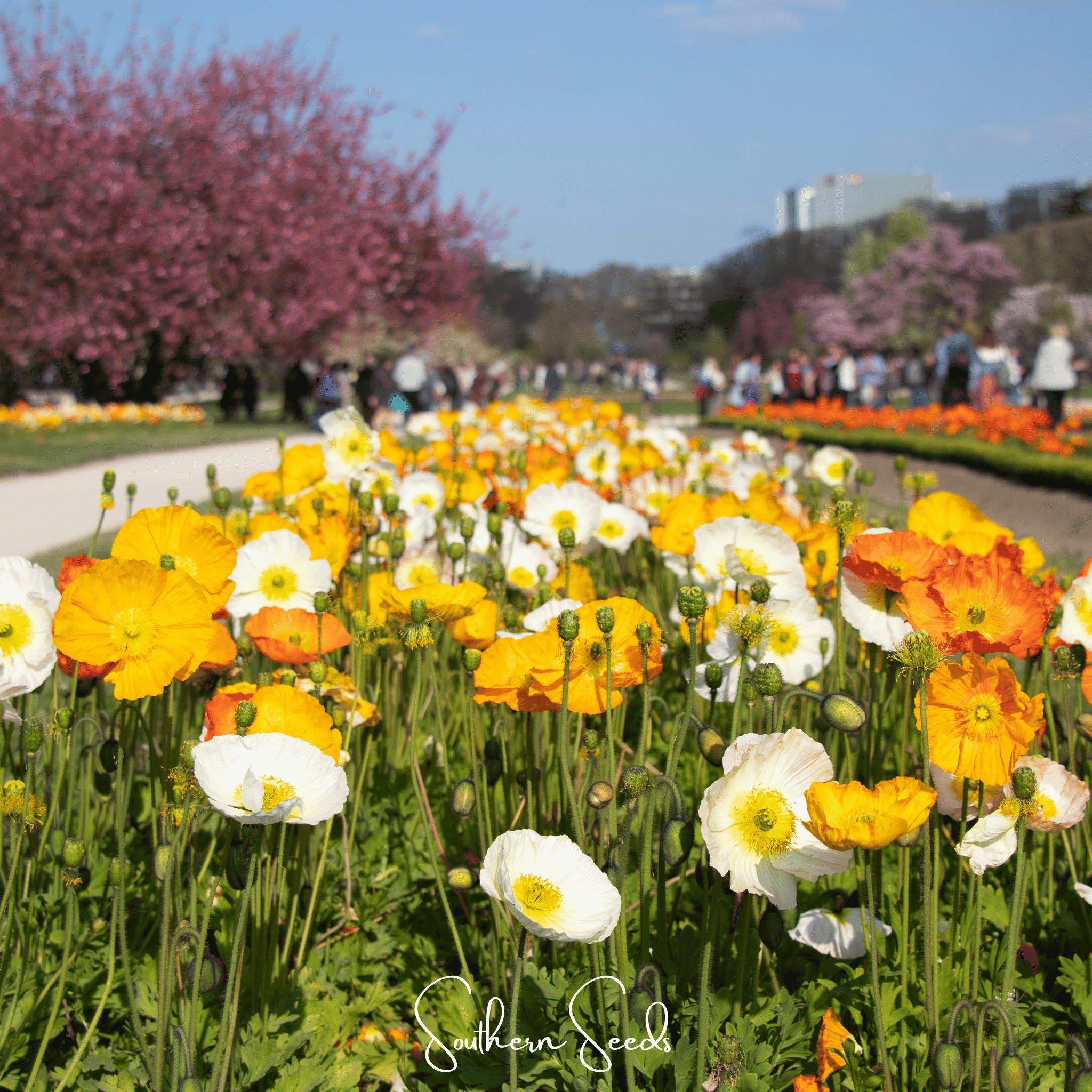 Iceland Poppy – 250 Seeds | Seeds | Wiccan Center