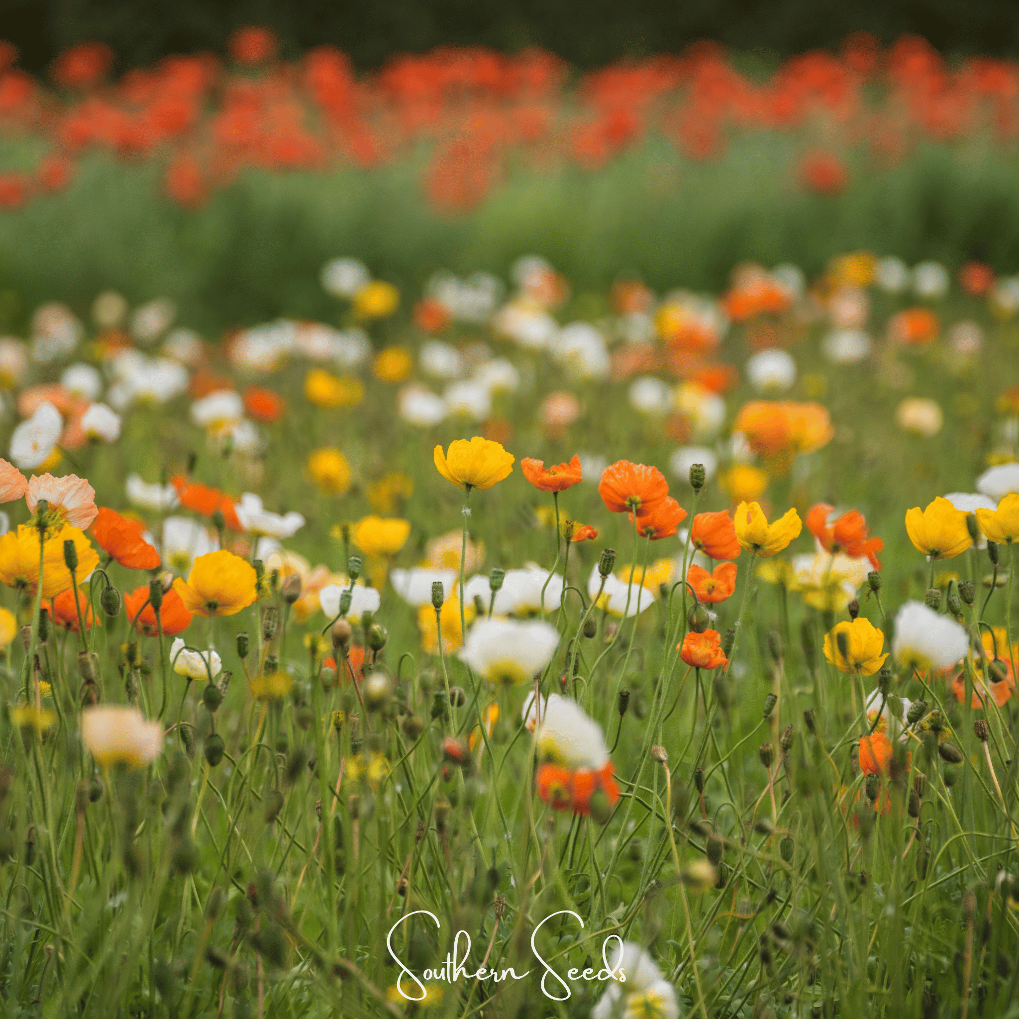 Iceland Poppy – 250 Seeds | Seeds | Wiccan Center