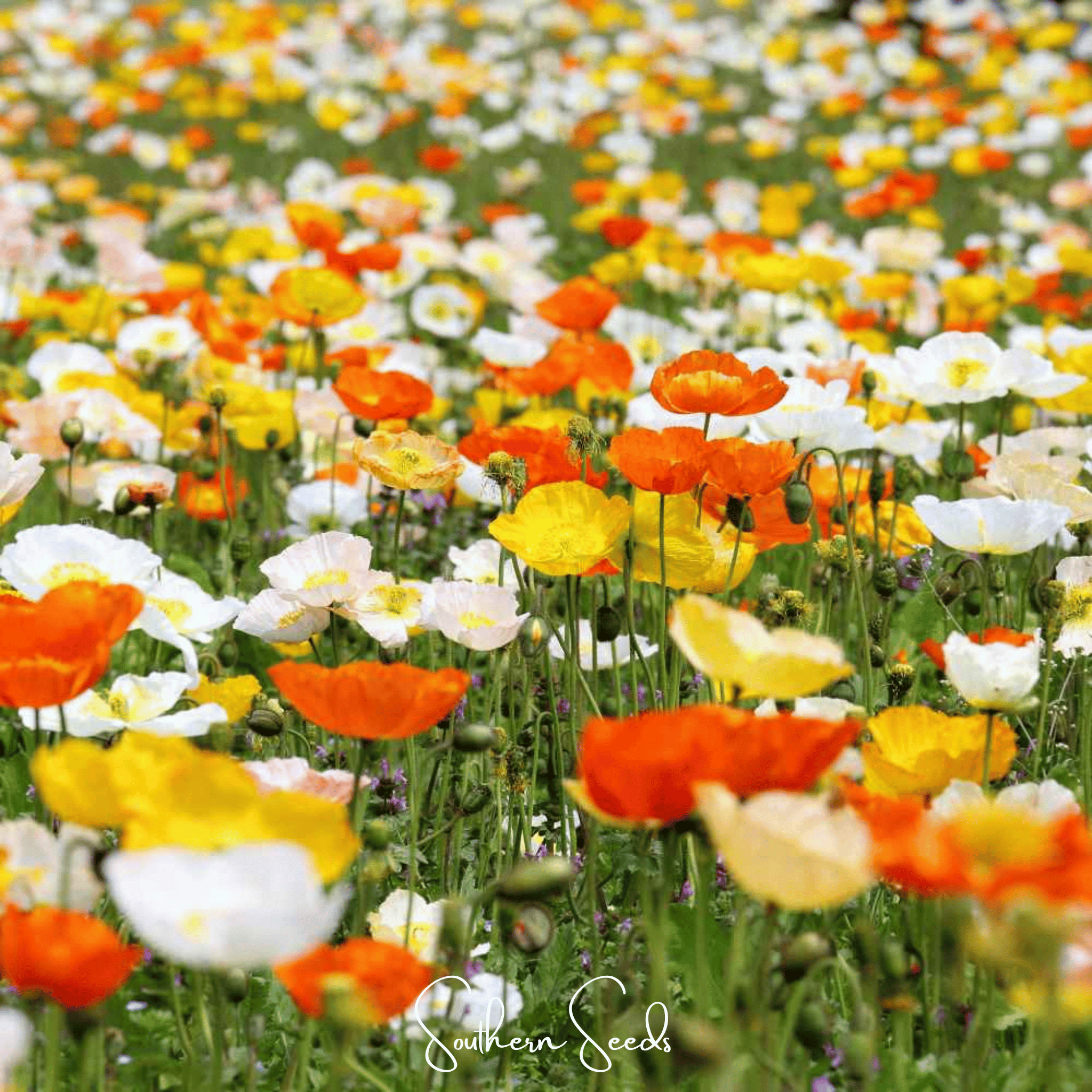 Iceland Poppy – 250 Seeds | Seeds | Wiccan Center