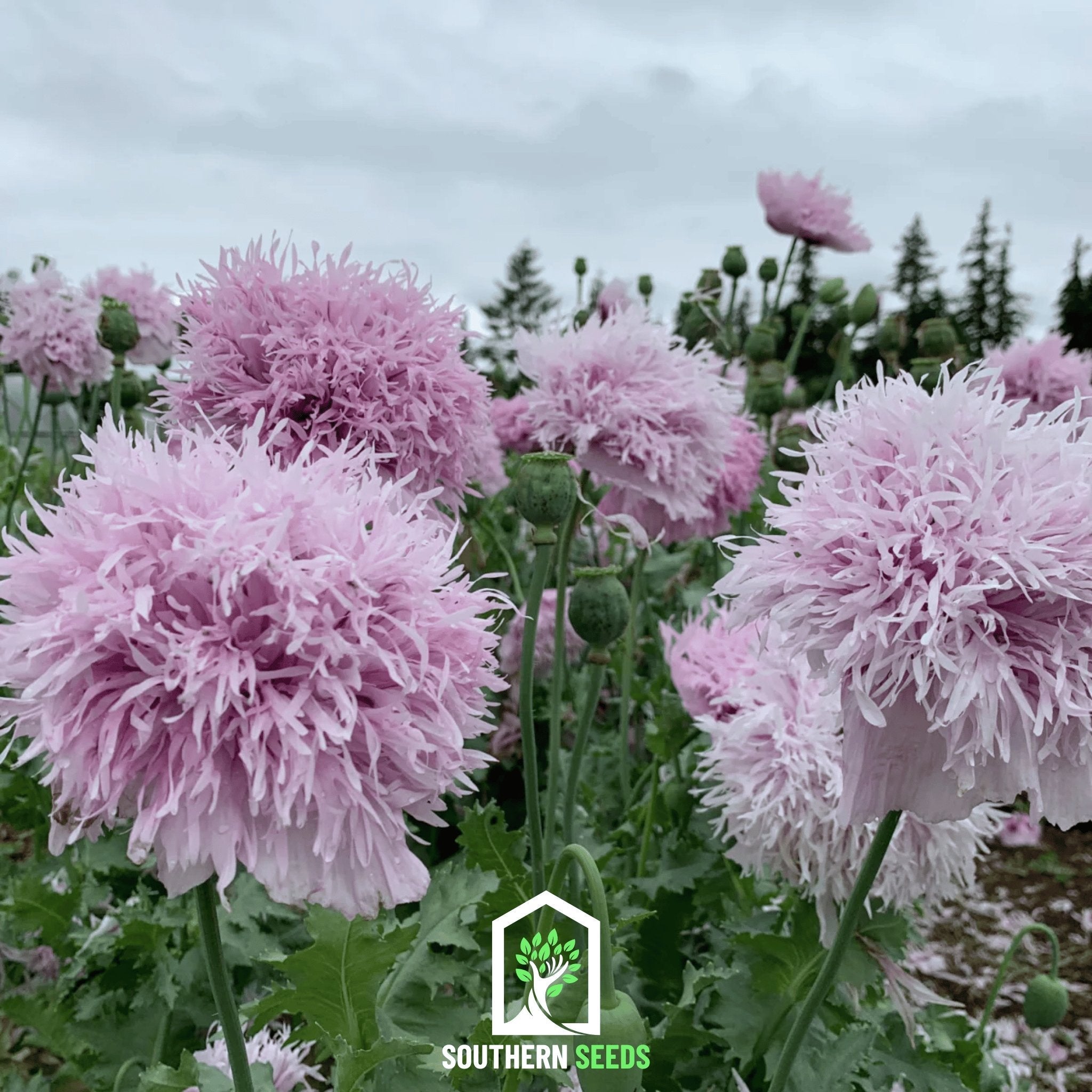 Lilac Pompon Poppy – 100 Seeds | Seeds | Wiccan Center