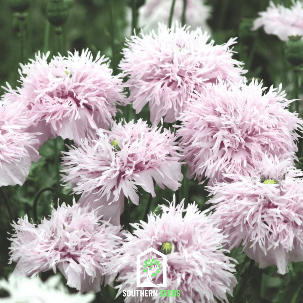 Lilac Pompon Poppy – 100 Seeds | Seeds | Wiccan Center