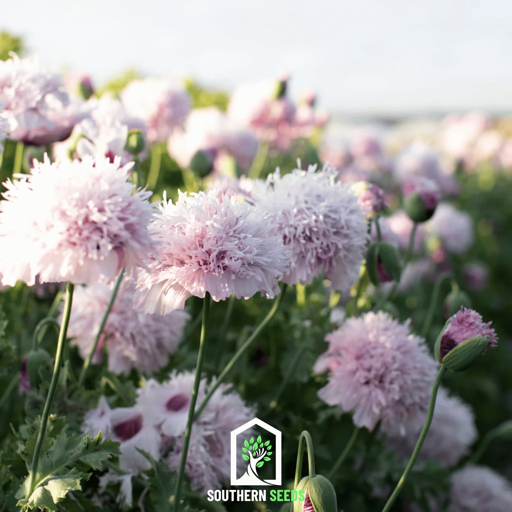 Lilac Pompon Poppy – 100 Seeds | Seeds | Wiccan Center