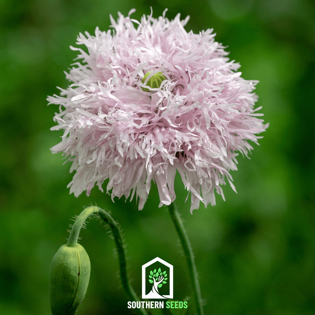 Lilac Pompon Poppy – 100 Seeds | Seeds | Wiccan Center