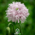 Lilac Pompon Poppy – 100 Seeds | Seeds | Wiccan Center