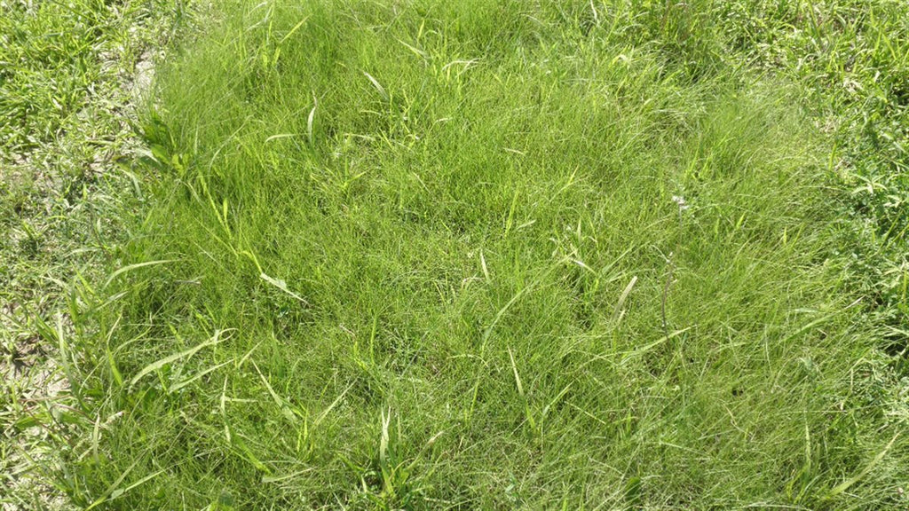 TrueGrass Native Grass Seed - The No Maintenance Native Lawn, Drought-Tolerant, Eco-Friendly Grass Blend | | Wiccan Center