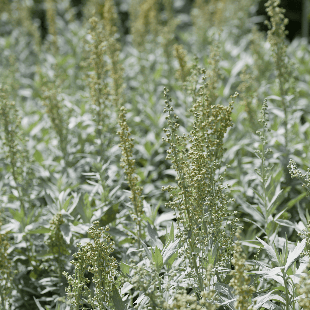 Prairie Sage – 100 Seeds | Seeds | Wiccan Center