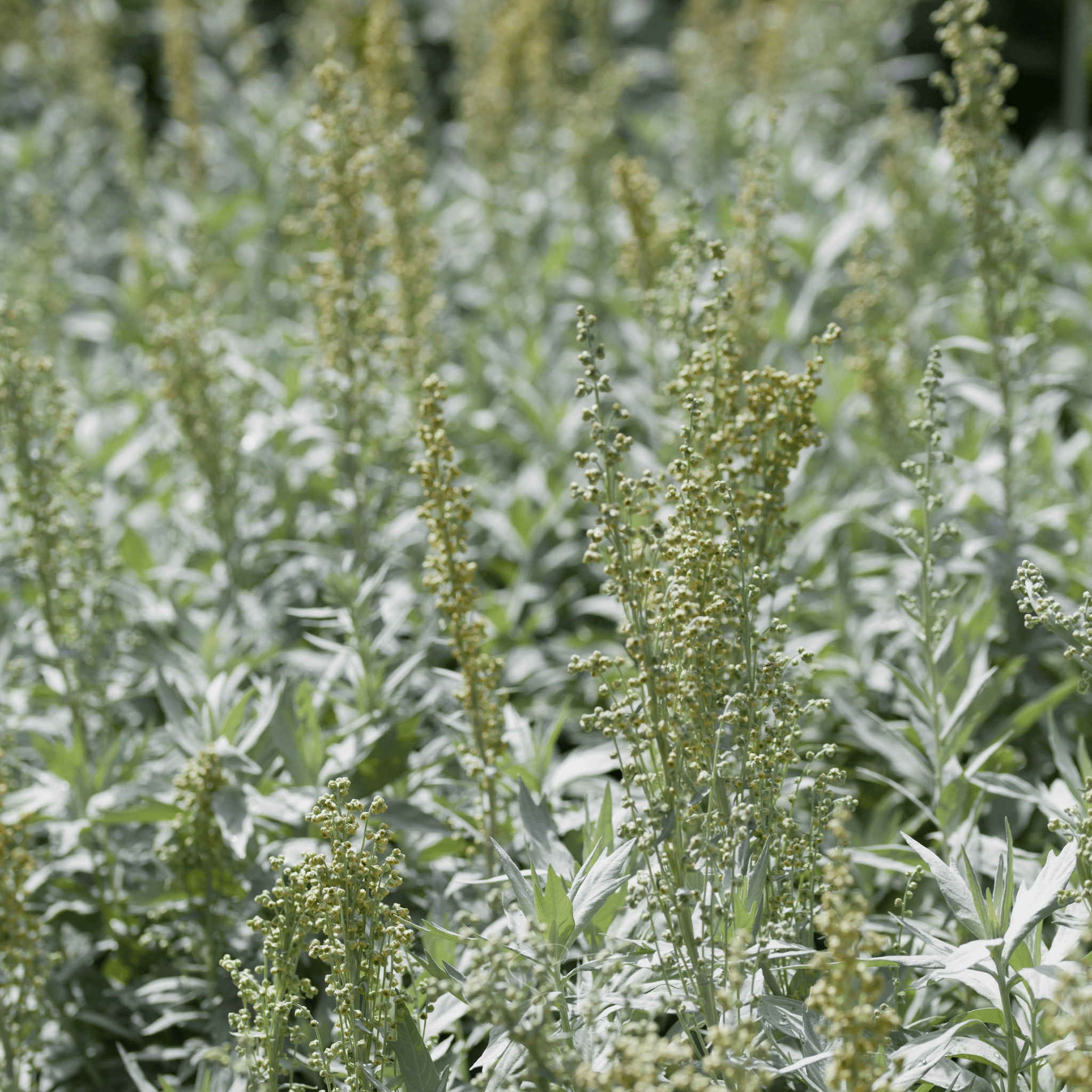 Prairie Sage – 100 Seeds | Seeds | Wiccan Center