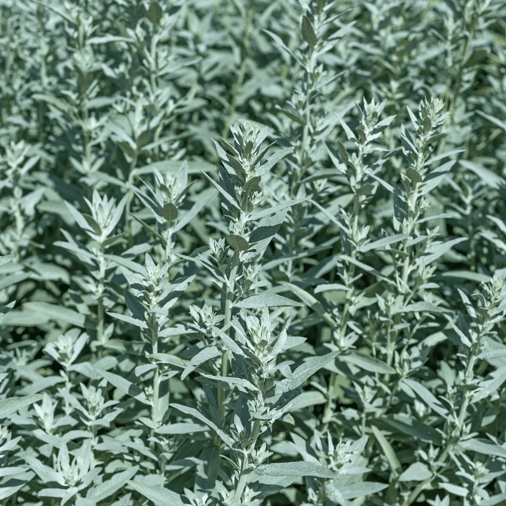 Prairie Sage – 100 Seeds | Seeds | Wiccan Center