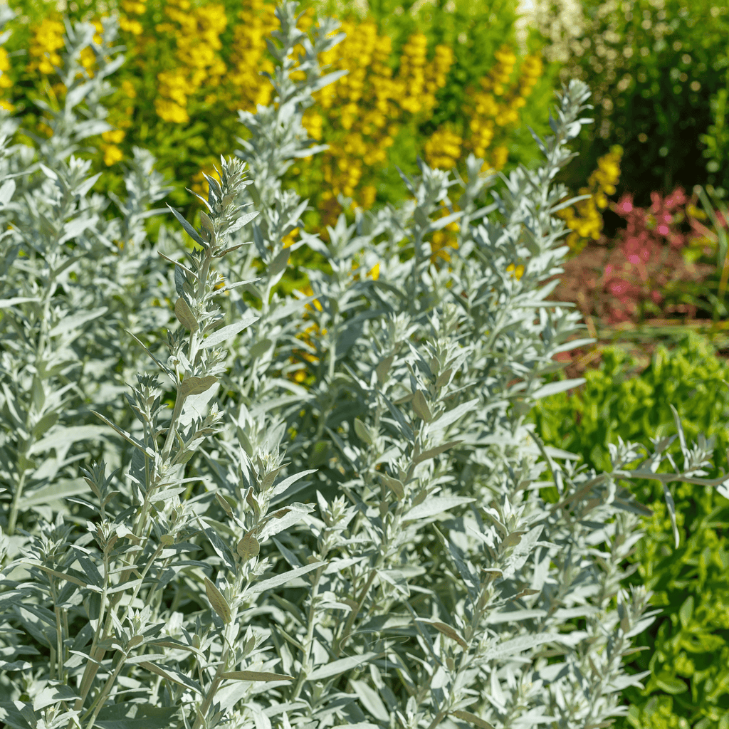 Prairie Sage – 100 Seeds | Seeds | Wiccan Center