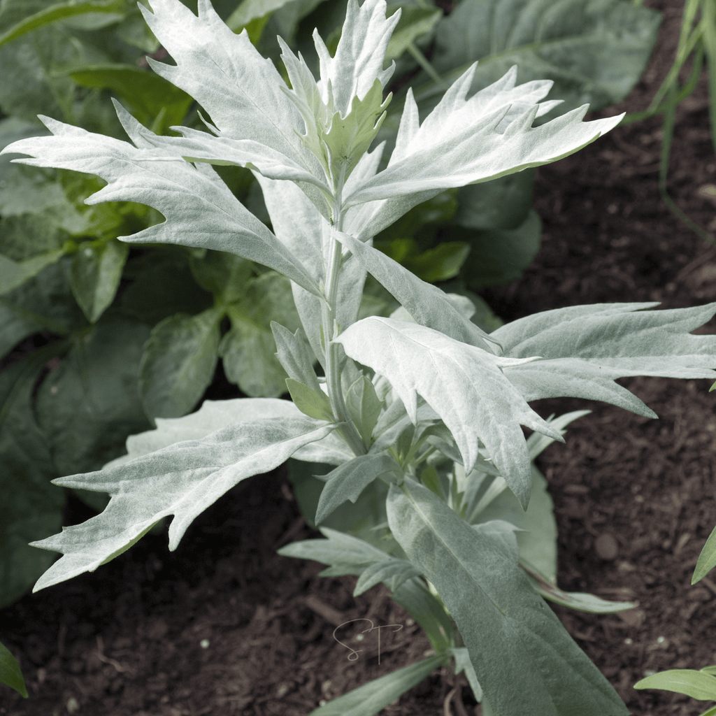 Prairie Sage – 100 Seeds | Seeds | Wiccan Center