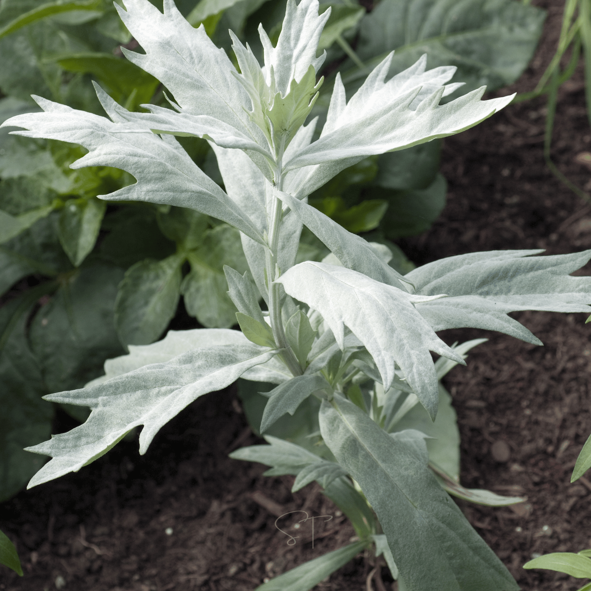 Prairie Sage – 100 Seeds | Seeds | Wiccan Center