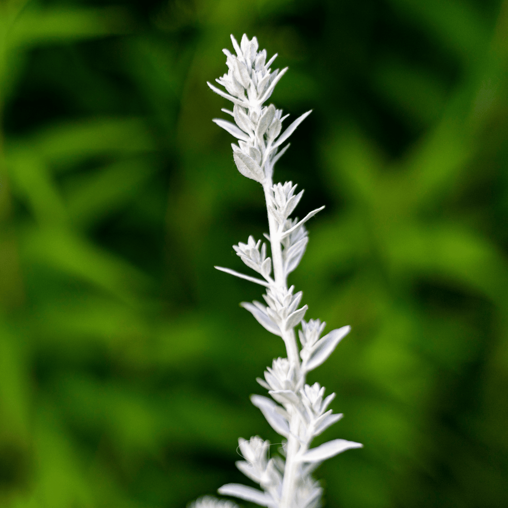 Prairie Sage – 100 Seeds | Seeds | Wiccan Center