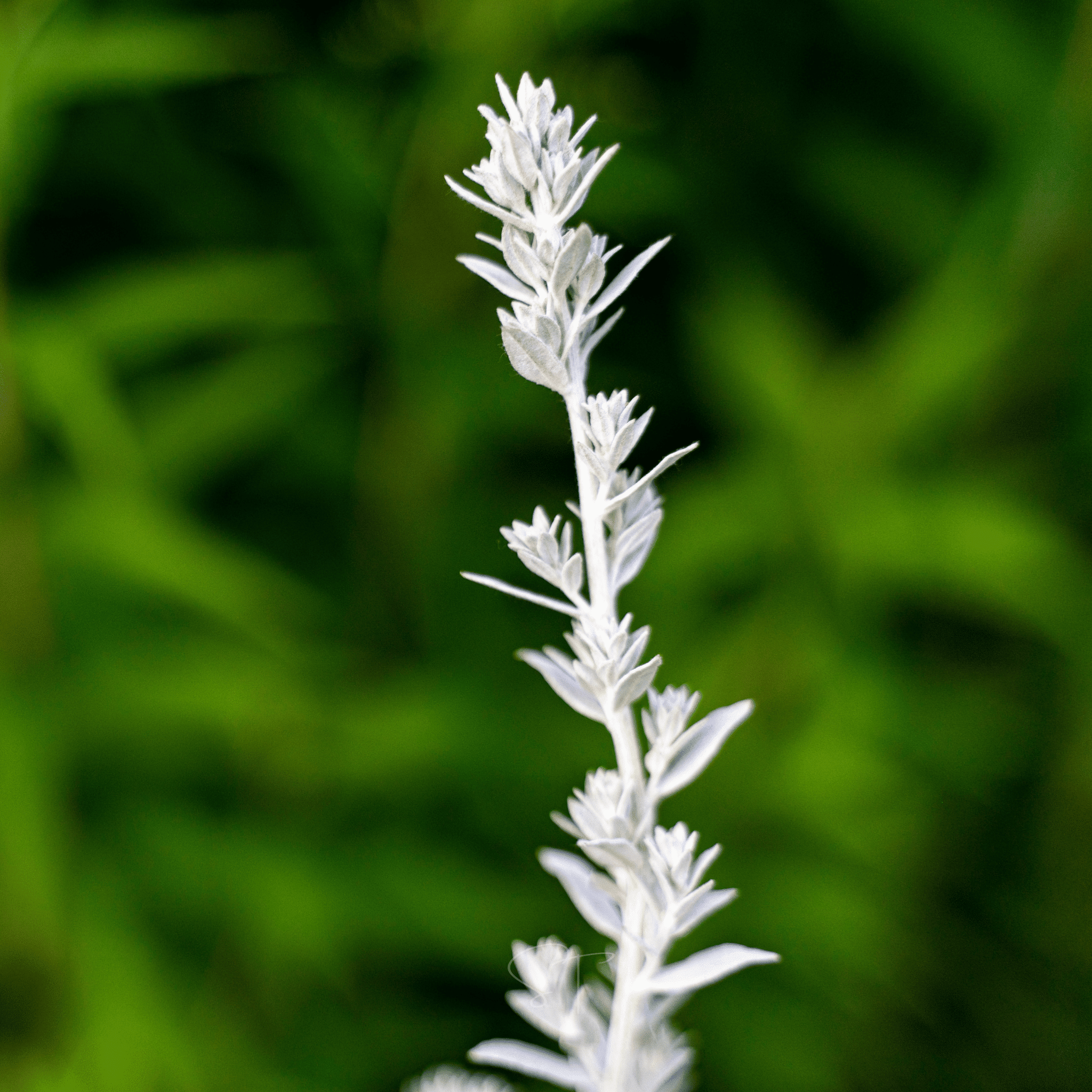 Prairie Sage – 100 Seeds | Seeds | Wiccan Center