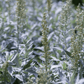 Prairie Sage – 100 Seeds | Seeds | Wiccan Center