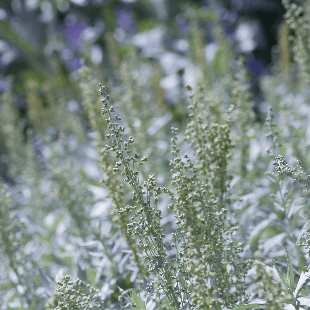 Prairie Sage – 100 Seeds | Seeds | Wiccan Center
