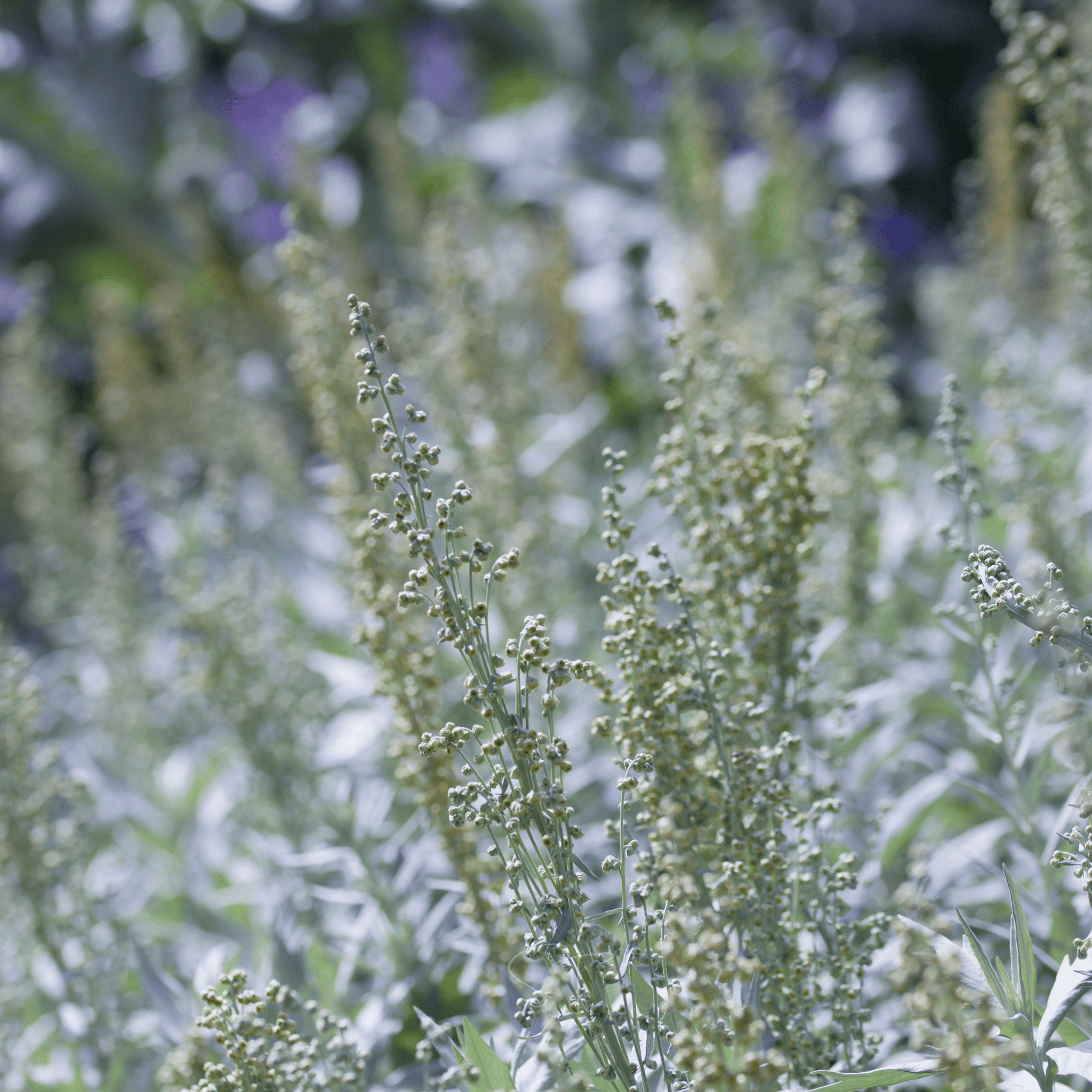 Prairie Sage – 100 Seeds | Seeds | Wiccan Center
