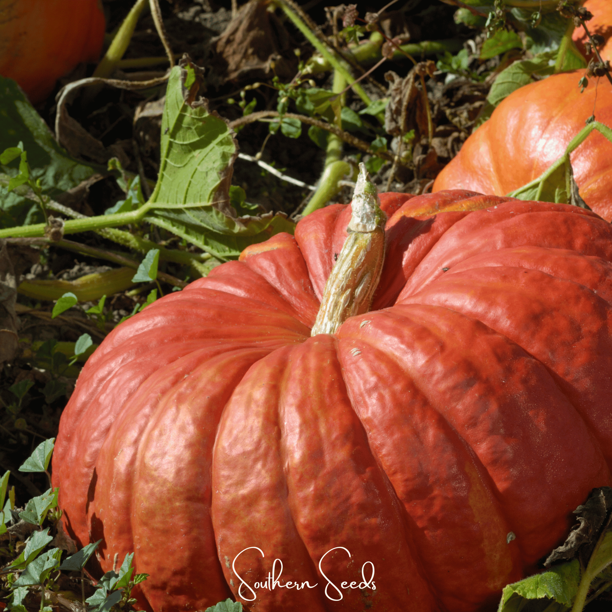 Cinderella Pumpkin – 10 Seeds | Seeds | Wiccan Center