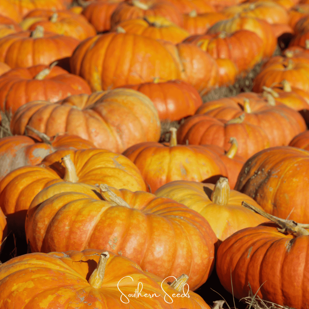 Cinderella Pumpkin – 10 Seeds | Seeds | Wiccan Center