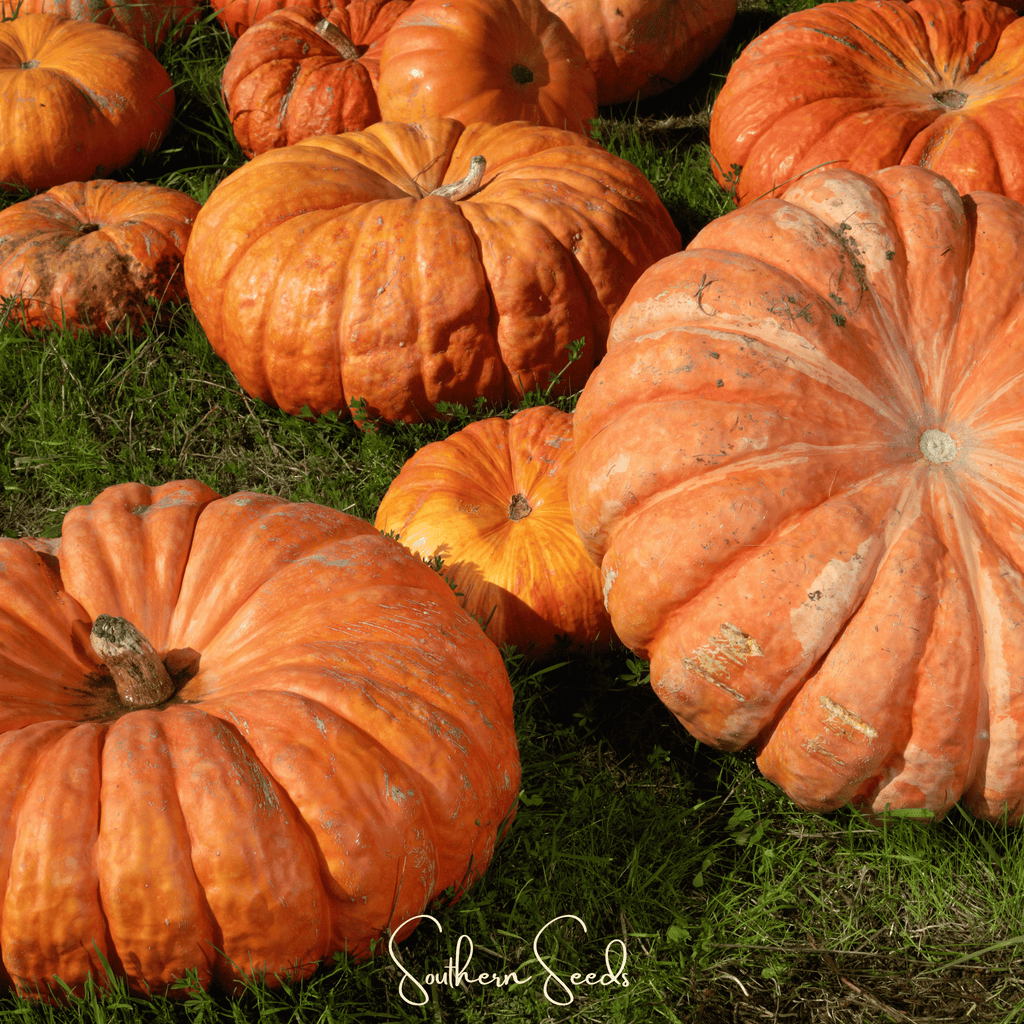 Cinderella Pumpkin – 10 Seeds | Seeds | Wiccan Center