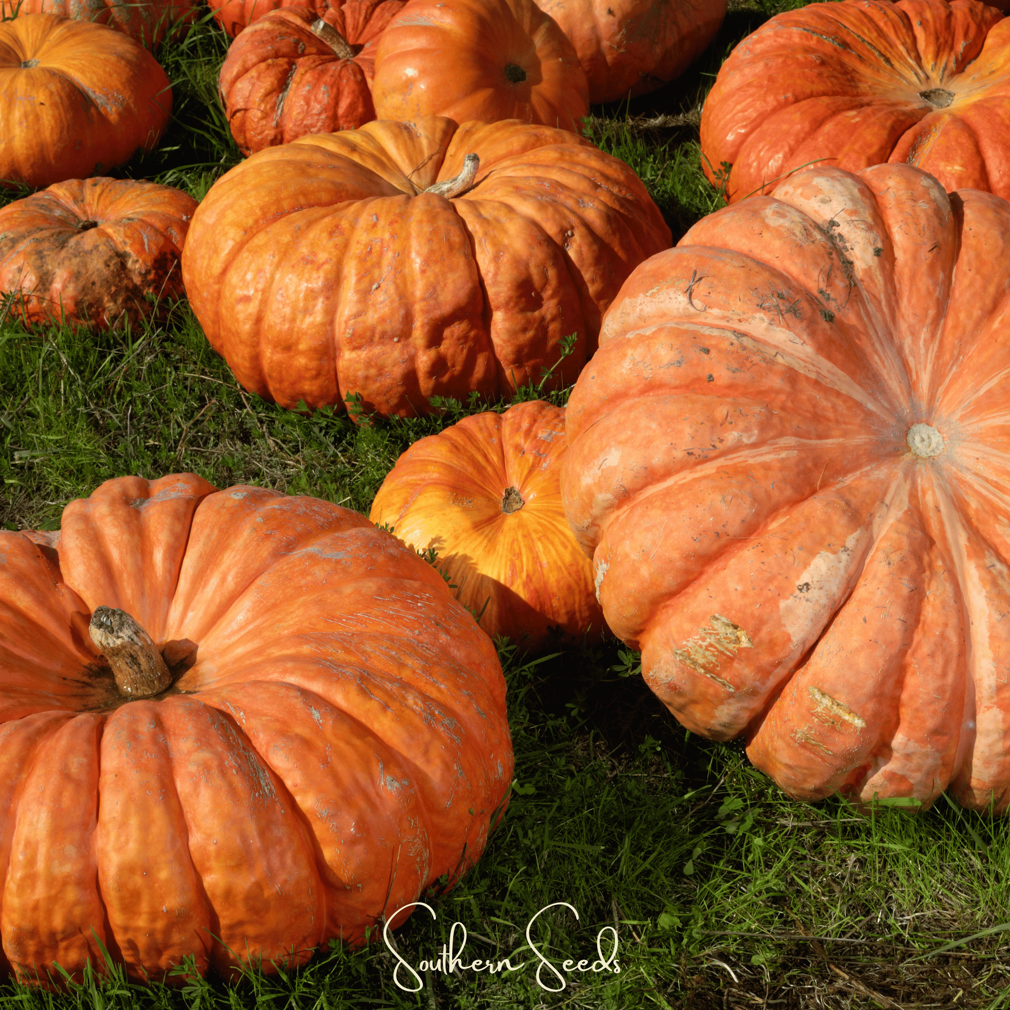 Cinderella Pumpkin – 10 Seeds | Seeds | Wiccan Center