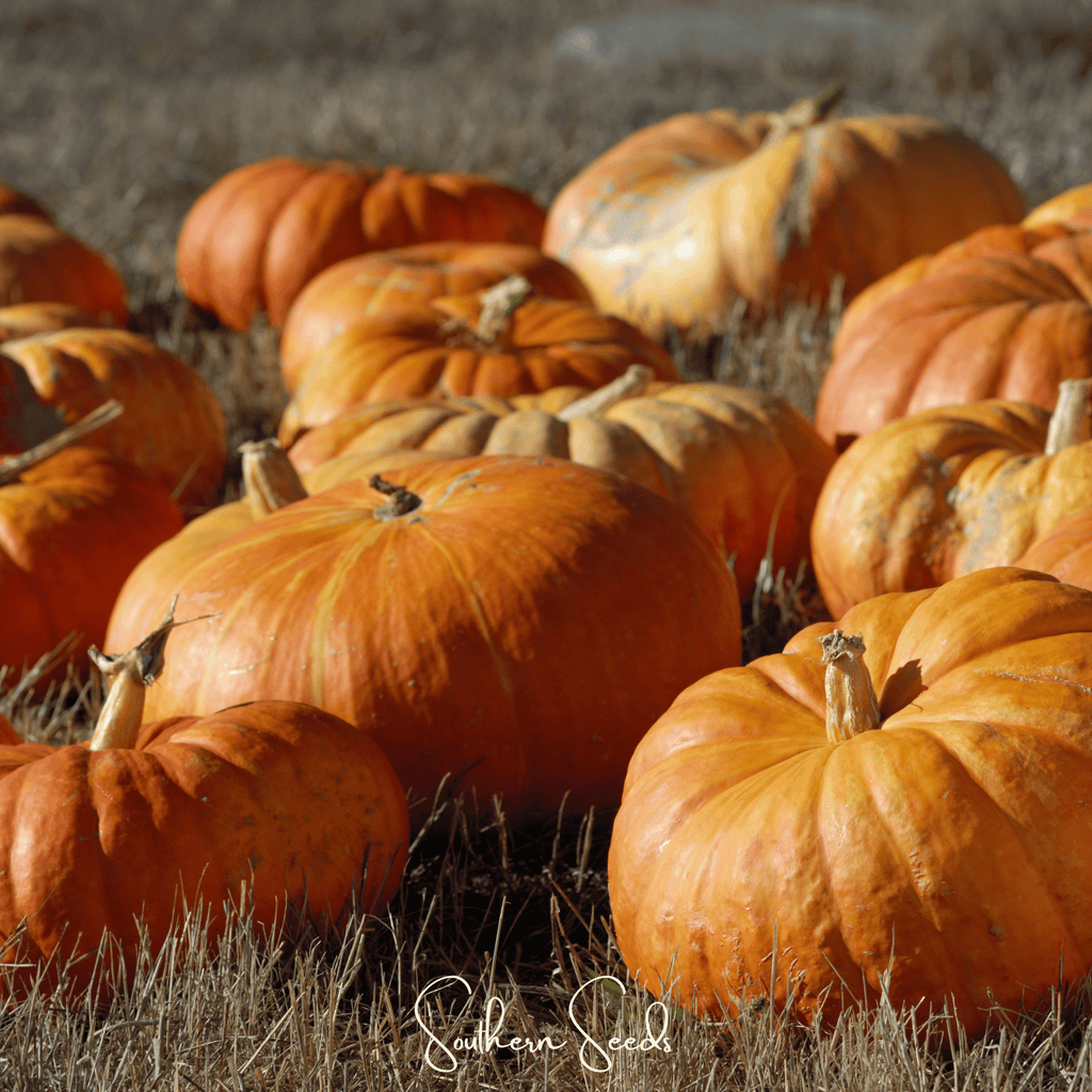 Cinderella Pumpkin – 10 Seeds | Seeds | Wiccan Center