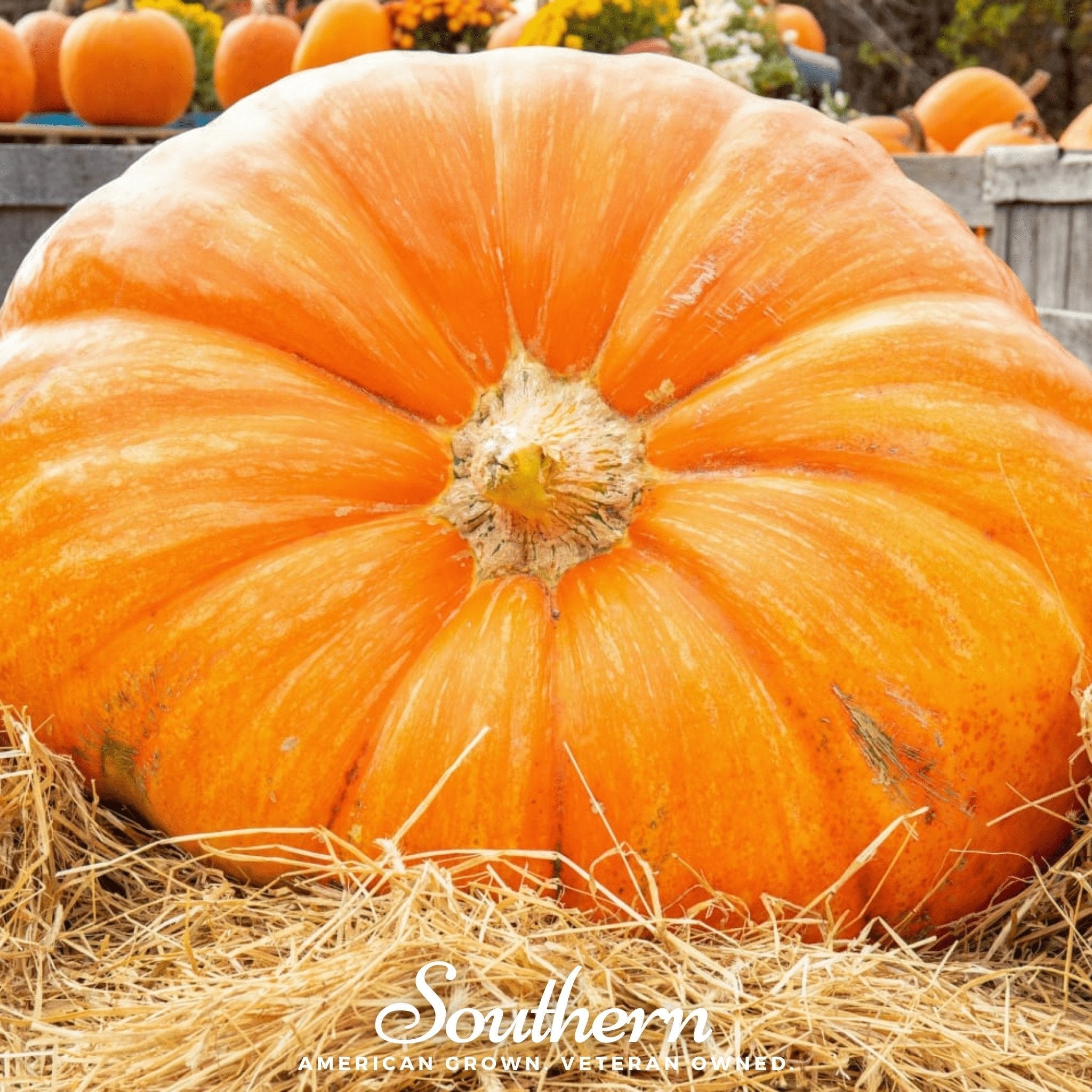 Dills Atlantic Giant Pumpkin – 5 Seeds | | Wiccan Center