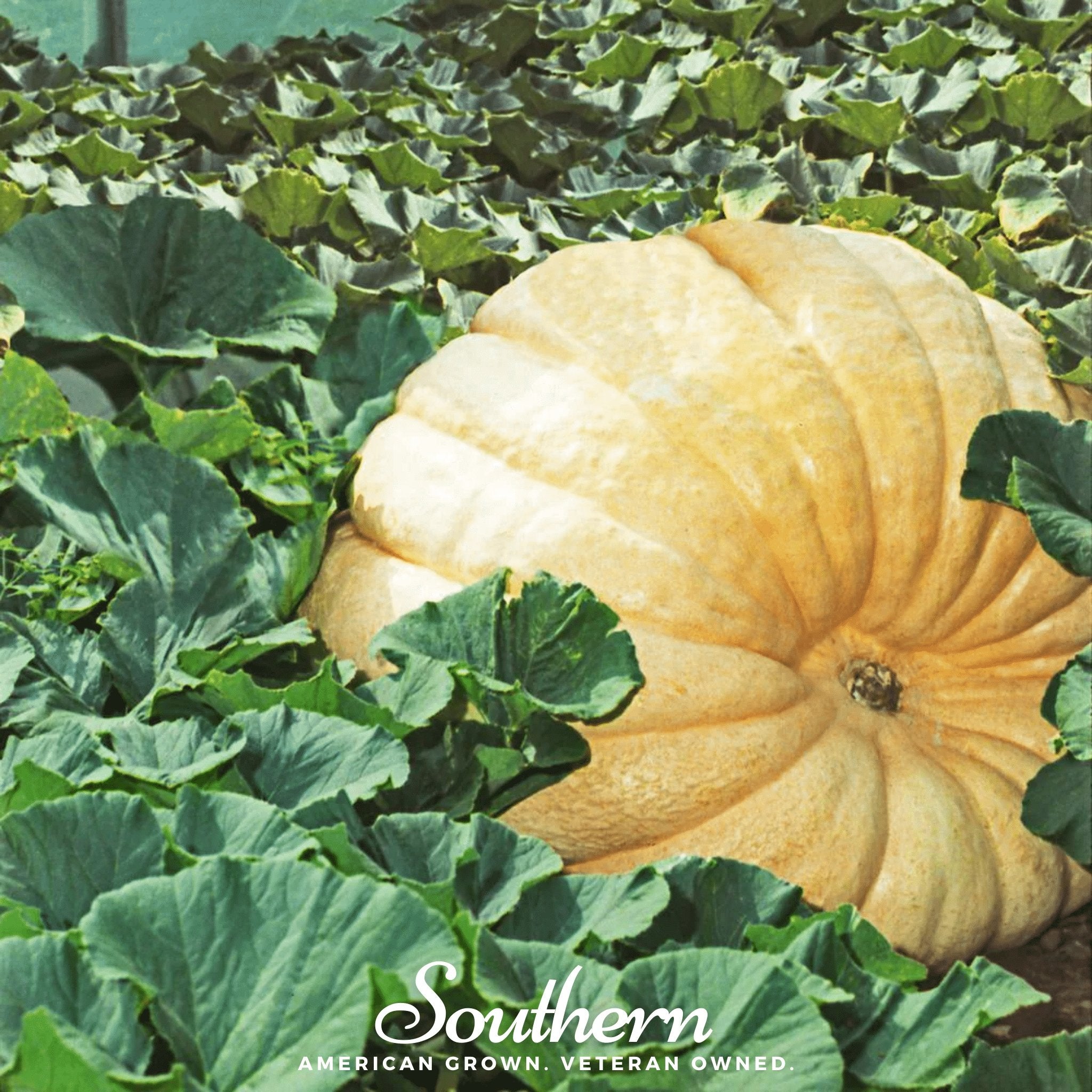 Dills Atlantic Giant Pumpkin – 5 Seeds | | Wiccan Center