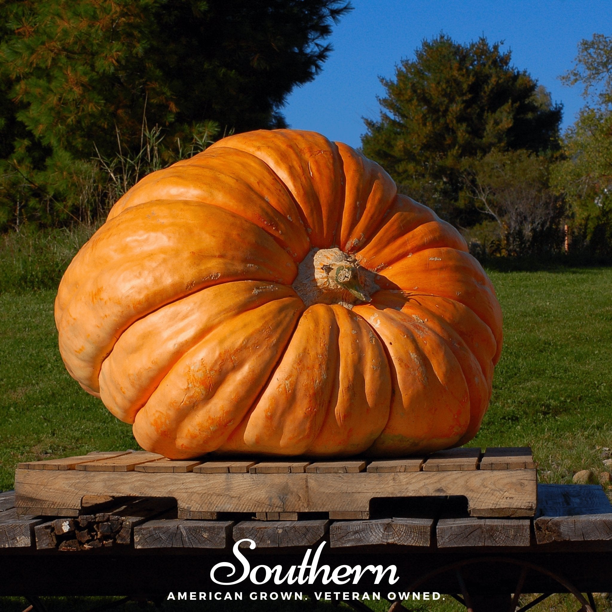 Dills Atlantic Giant Pumpkin – 5 Seeds | | Wiccan Center