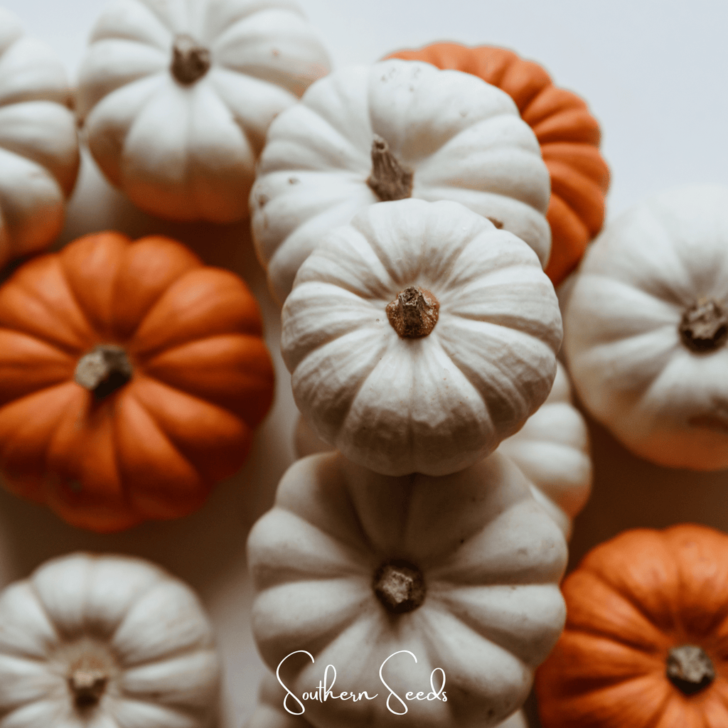 Gooligan Pumpkin – 10 Seeds | Seeds | Wiccan Center
