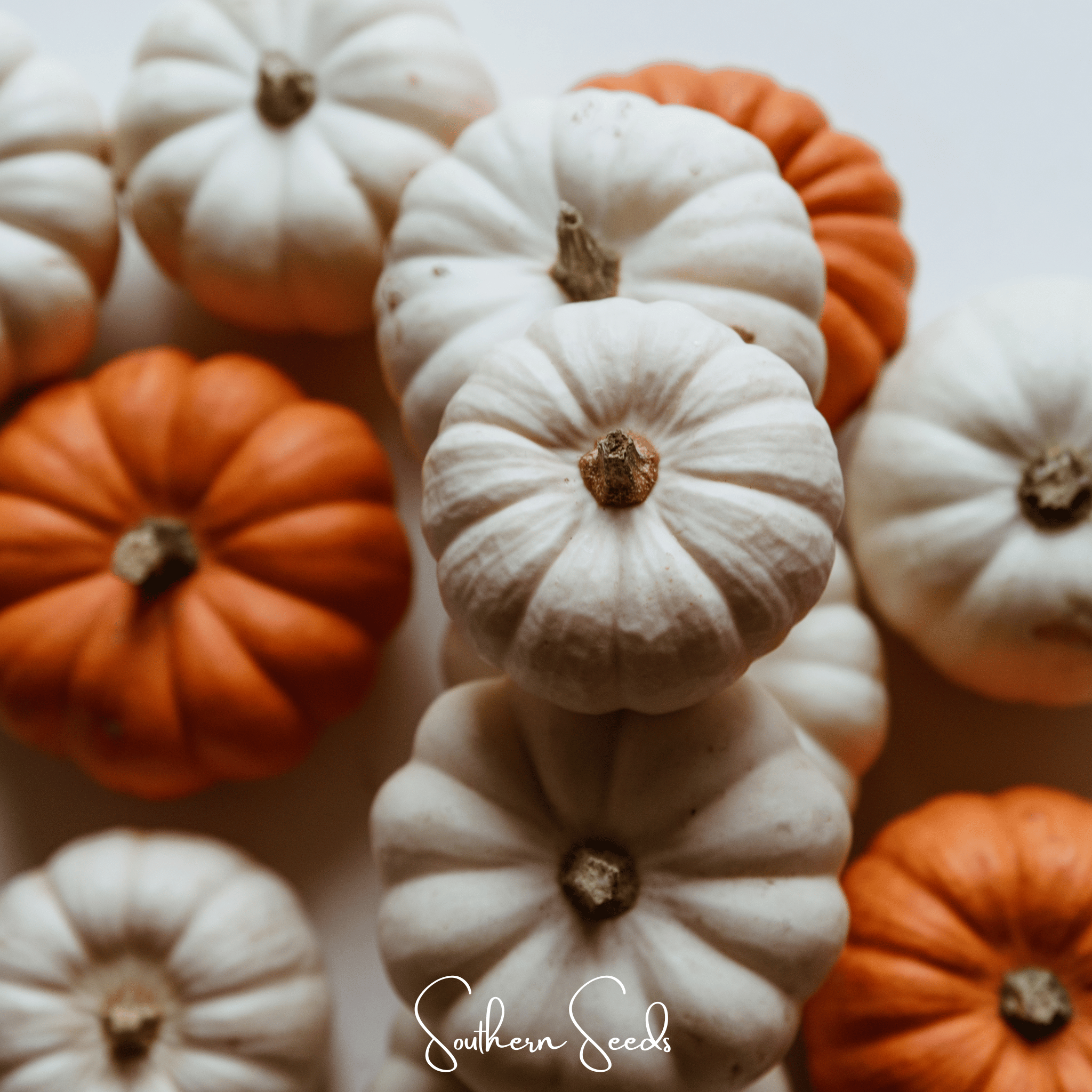 Gooligan Pumpkin – 10 Seeds | Seeds | Wiccan Center