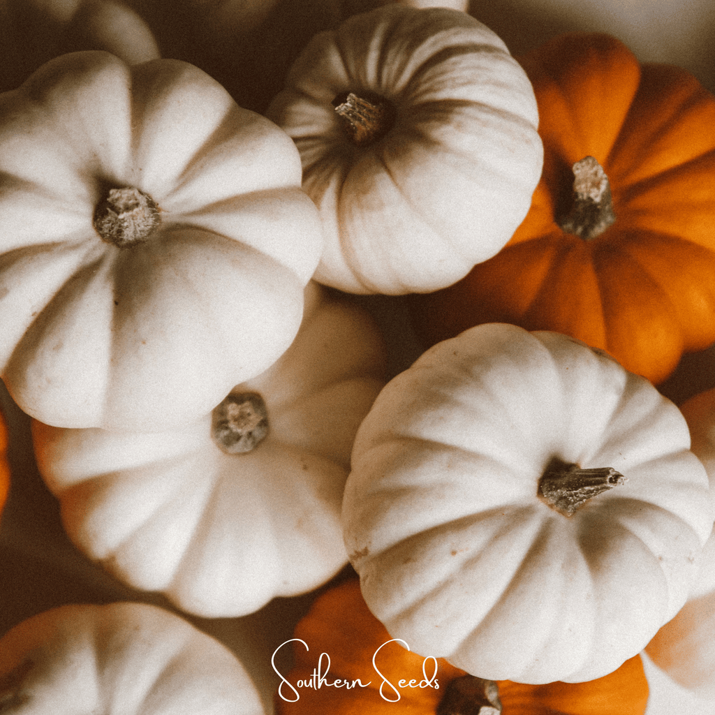 Gooligan Pumpkin – 10 Seeds | Seeds | Wiccan Center