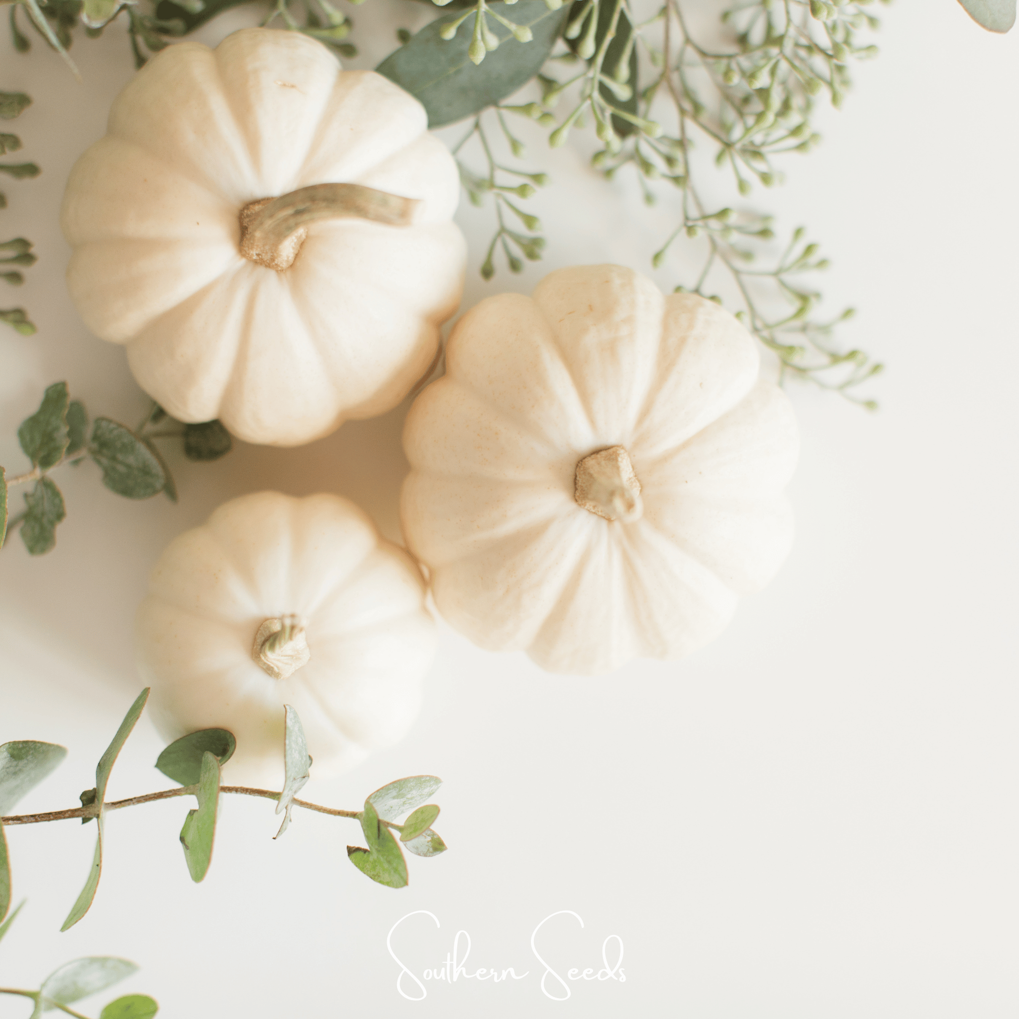 Gooligan Pumpkin – 10 Seeds | Seeds | Wiccan Center