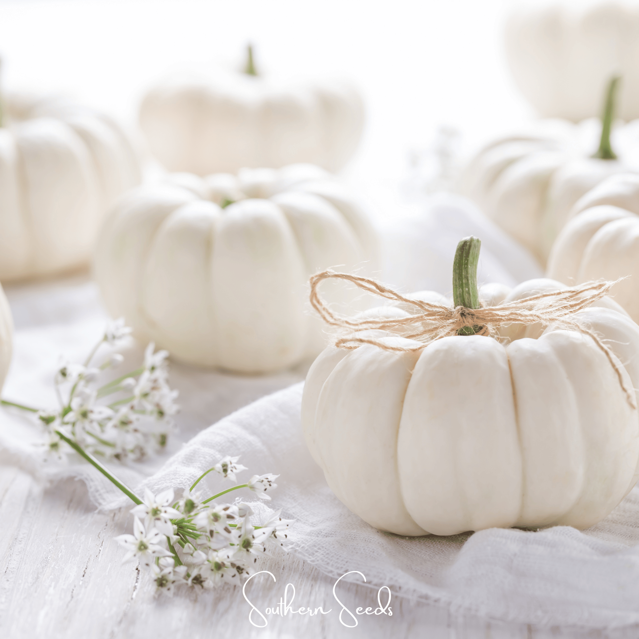 Gooligan Pumpkin – 10 Seeds | Seeds | Wiccan Center