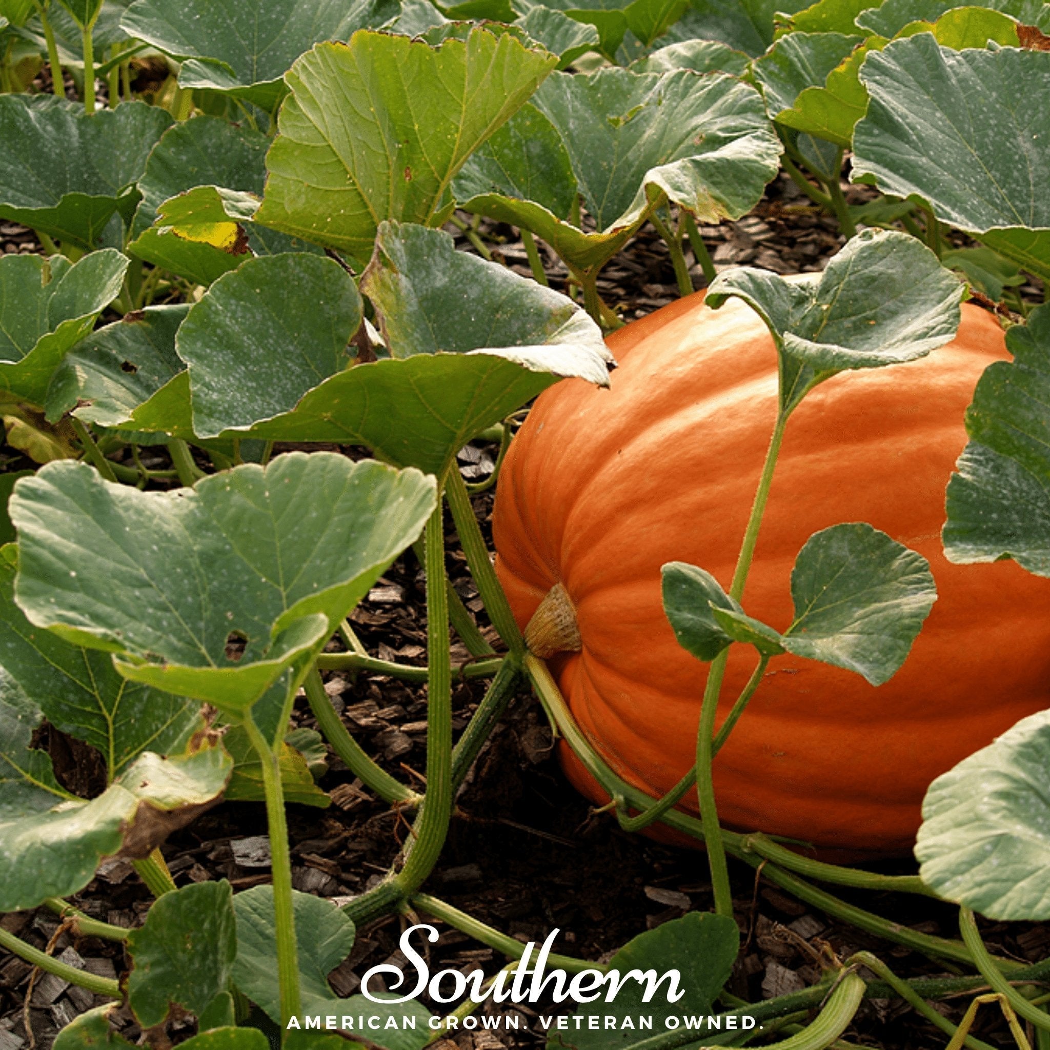 Jack O Lantern Pumpkin – 20 Seeds | | Wiccan Center