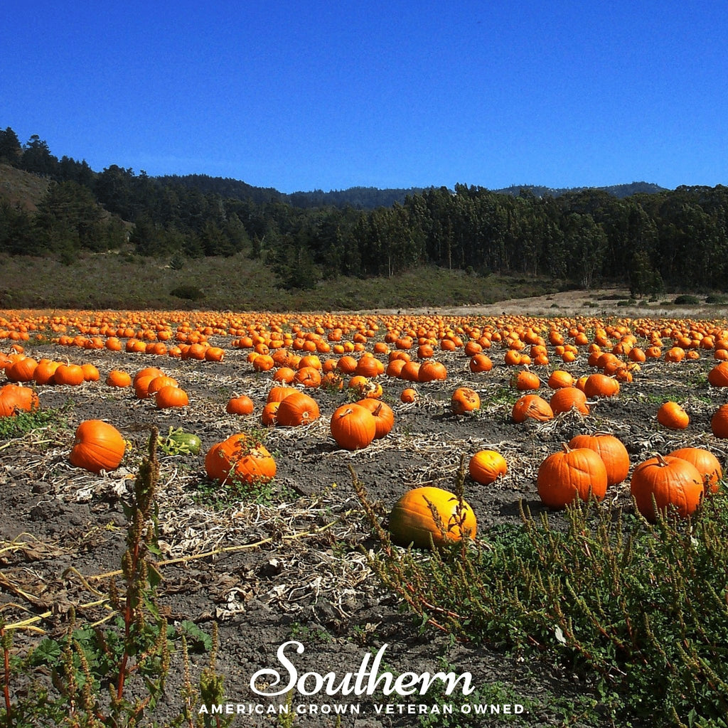 Jack O Lantern Pumpkin – 20 Seeds | | Wiccan Center
