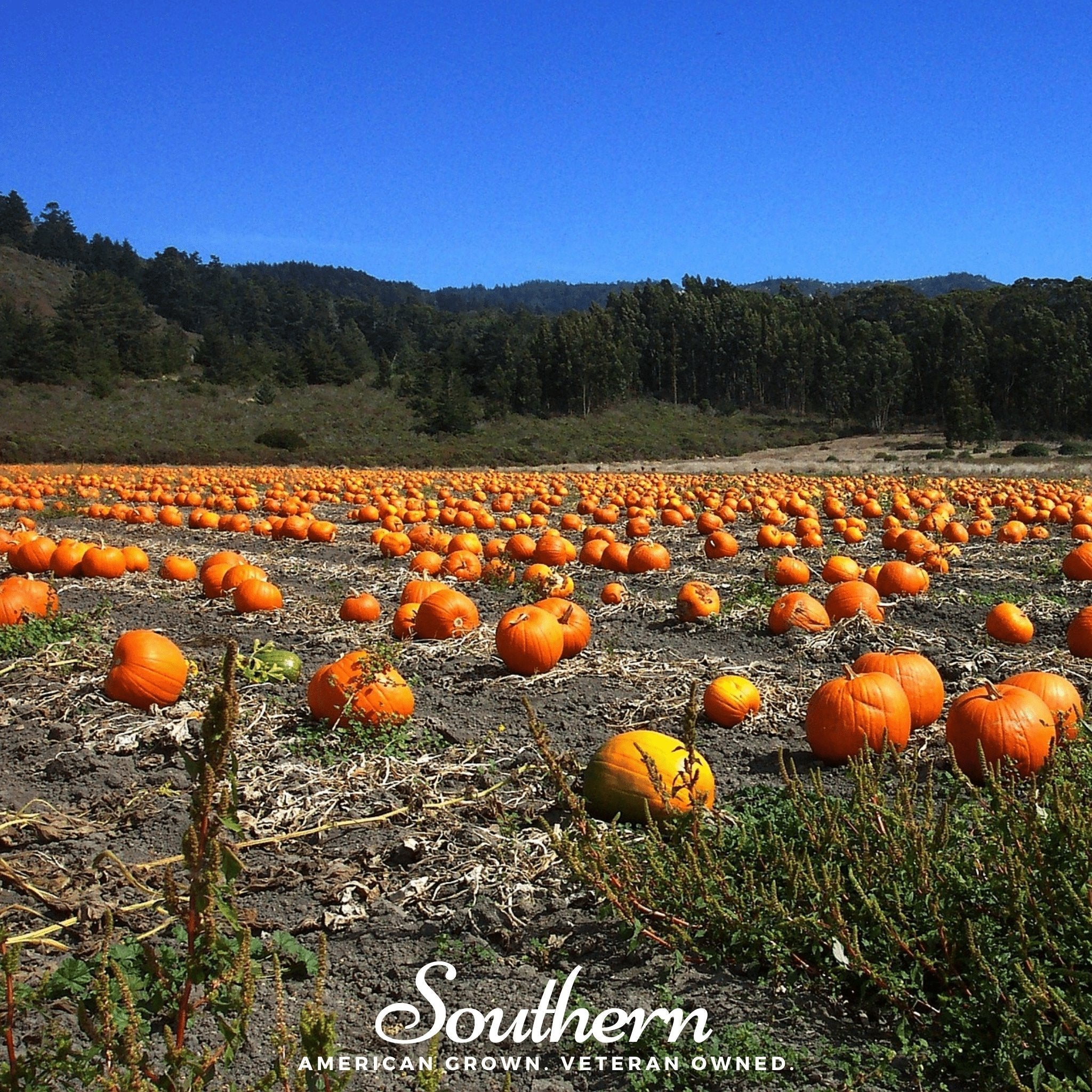 Jack O Lantern Pumpkin – 20 Seeds | | Wiccan Center