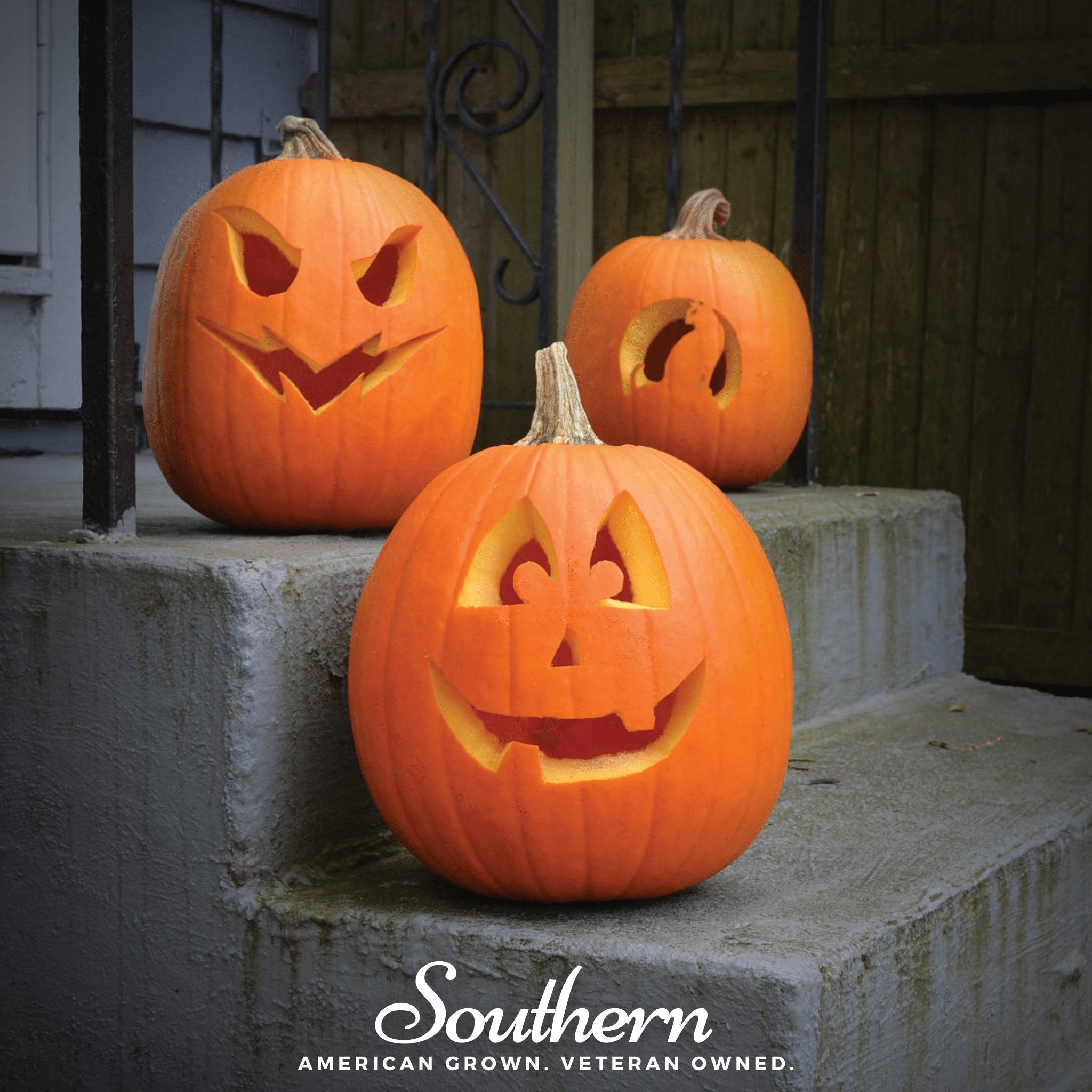 Jack O Lantern Pumpkin – 20 Seeds | | Wiccan Center