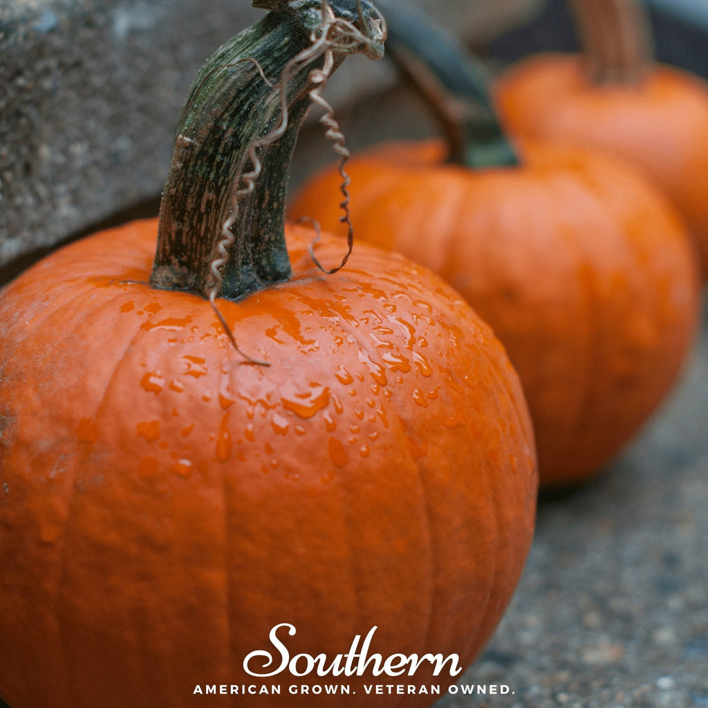 Small Sugar Pumpkin – 15 Seeds | | Wiccan Center