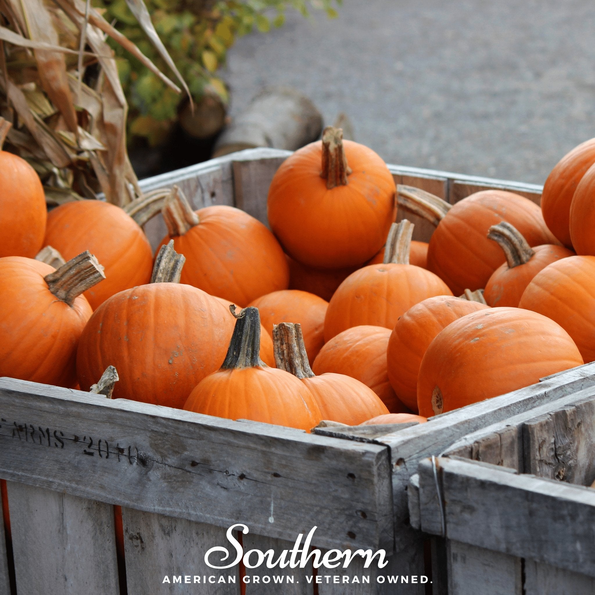 Small Sugar Pumpkin – 15 Seeds | | Wiccan Center